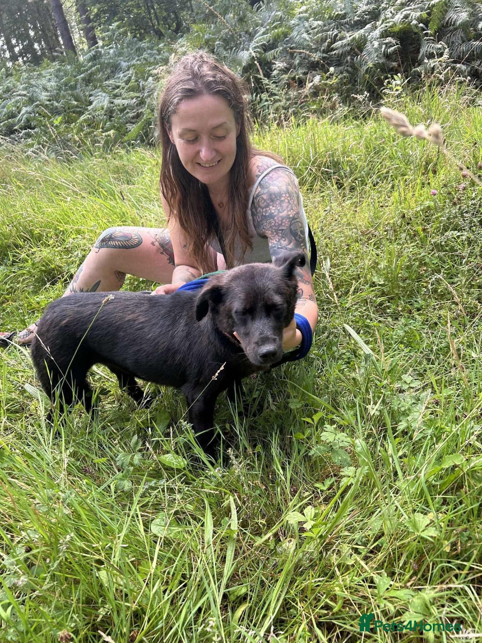 Blossy - Norwich Norfolk — Mixed Breed