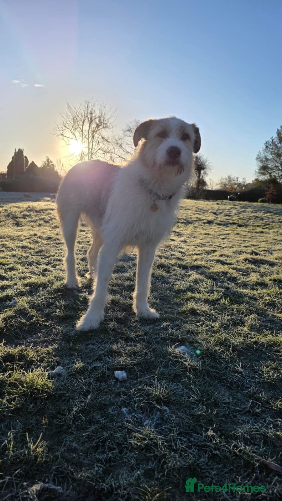 Hershey & Harley 💙 still Waiting photo 20