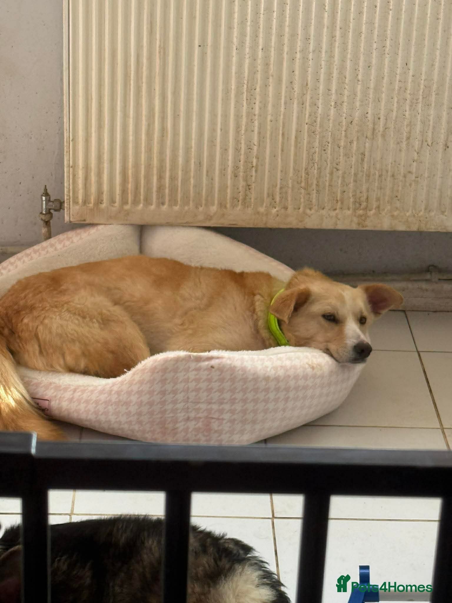 Gorgeous George photo 2