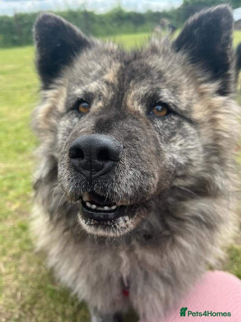 Luna Chow 💜 photo 6