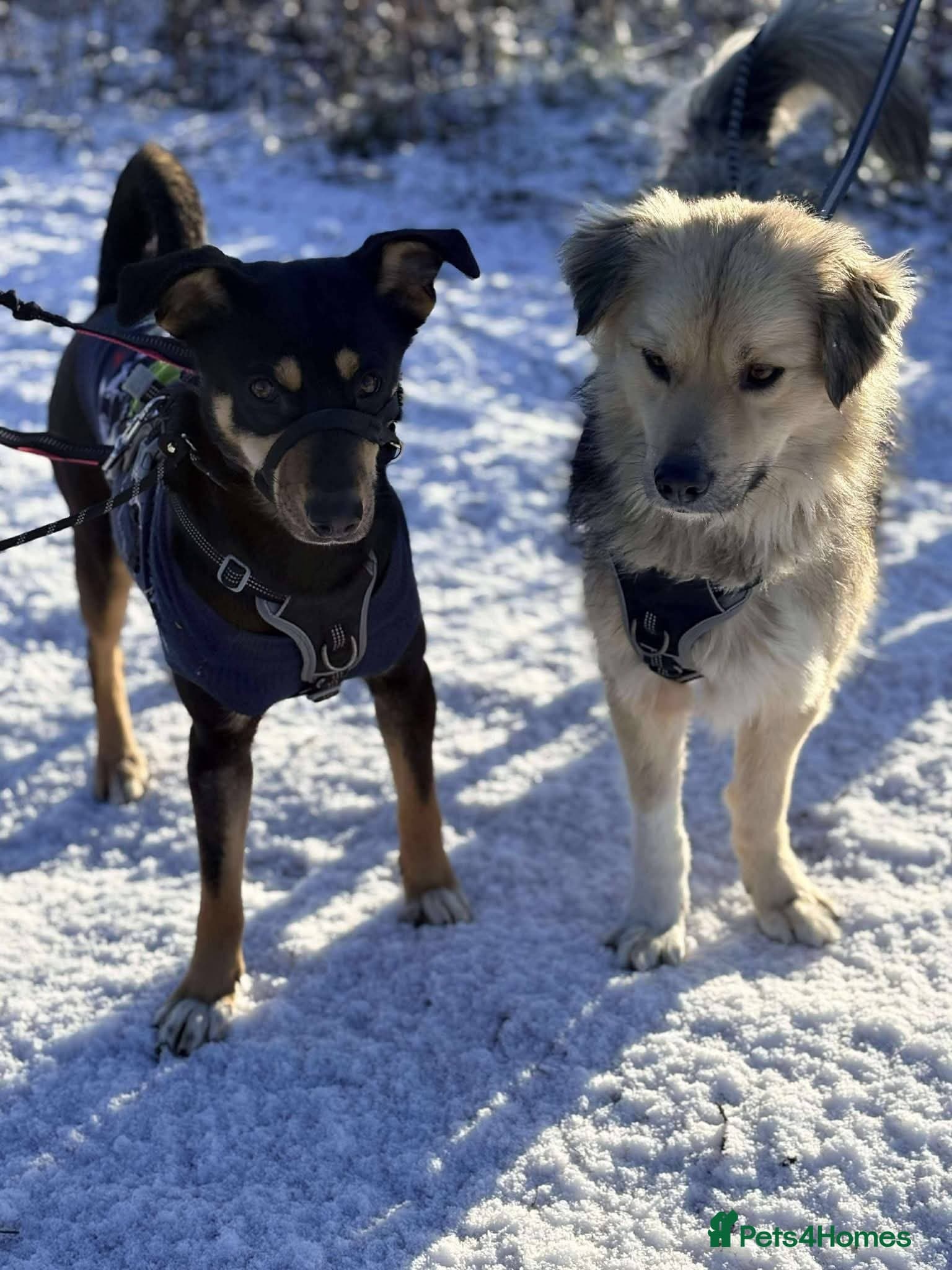 Meet Puffin currently residing in Essex photo 7