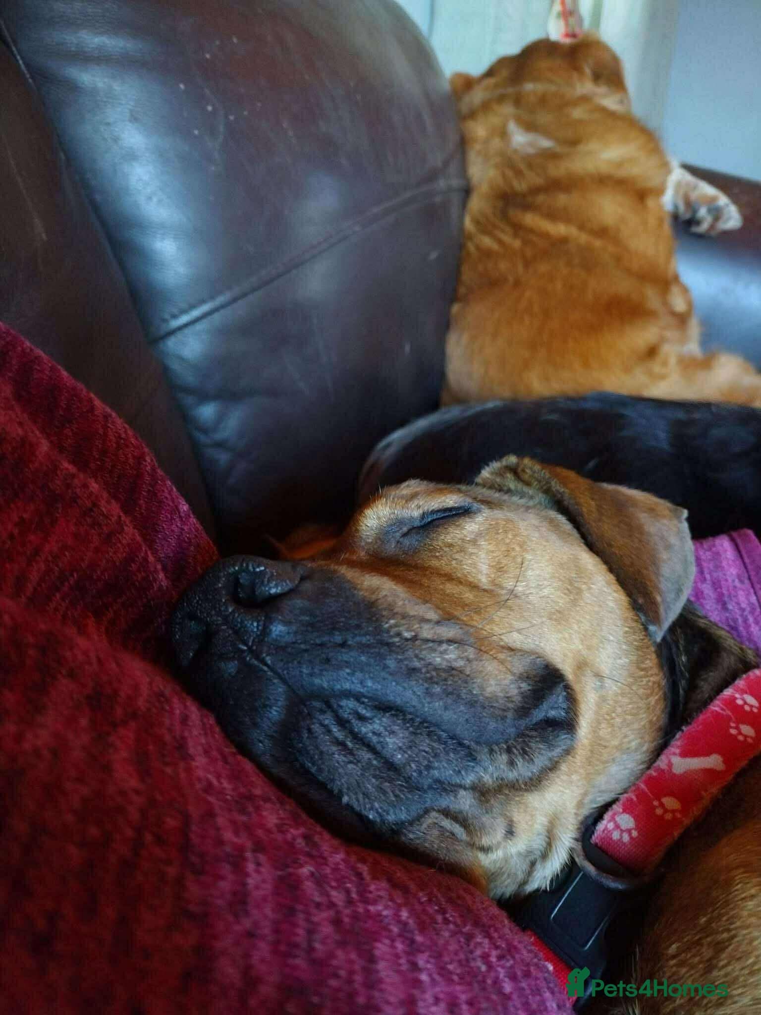 Rescue boy Noodle photo 7