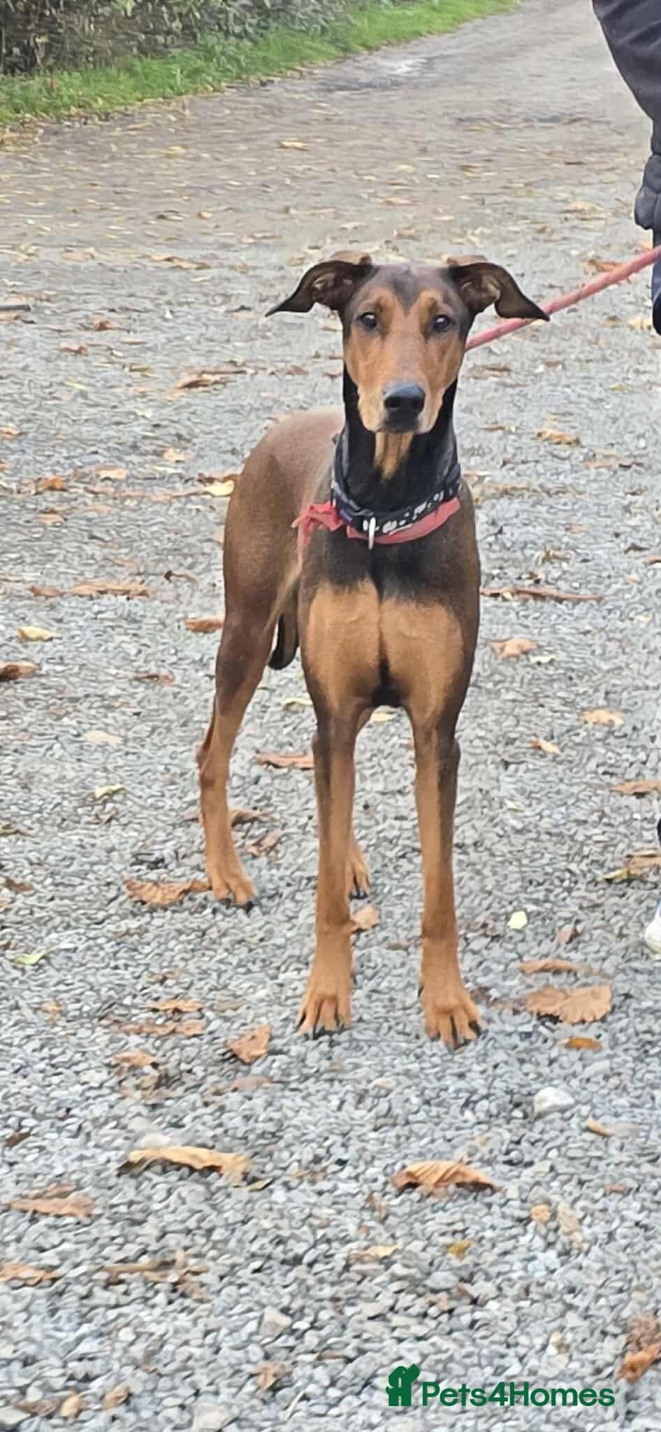 BONNIE ๐ Playful, Loving Girl photo 5