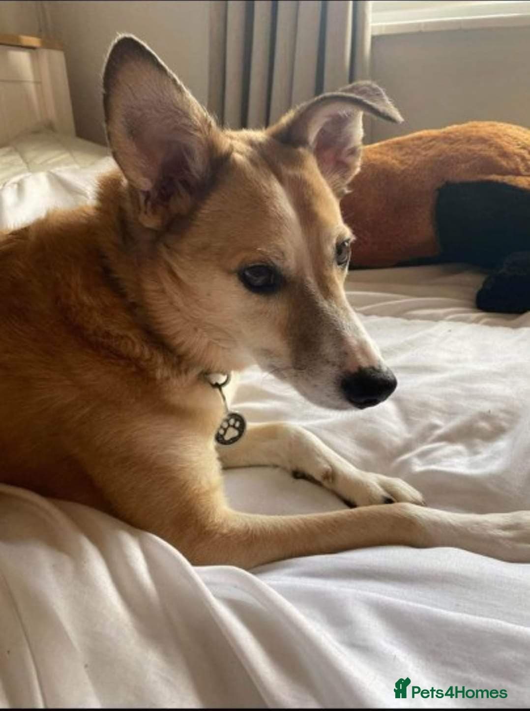 Meet Bailey, currently residing in Wilshire photo 6