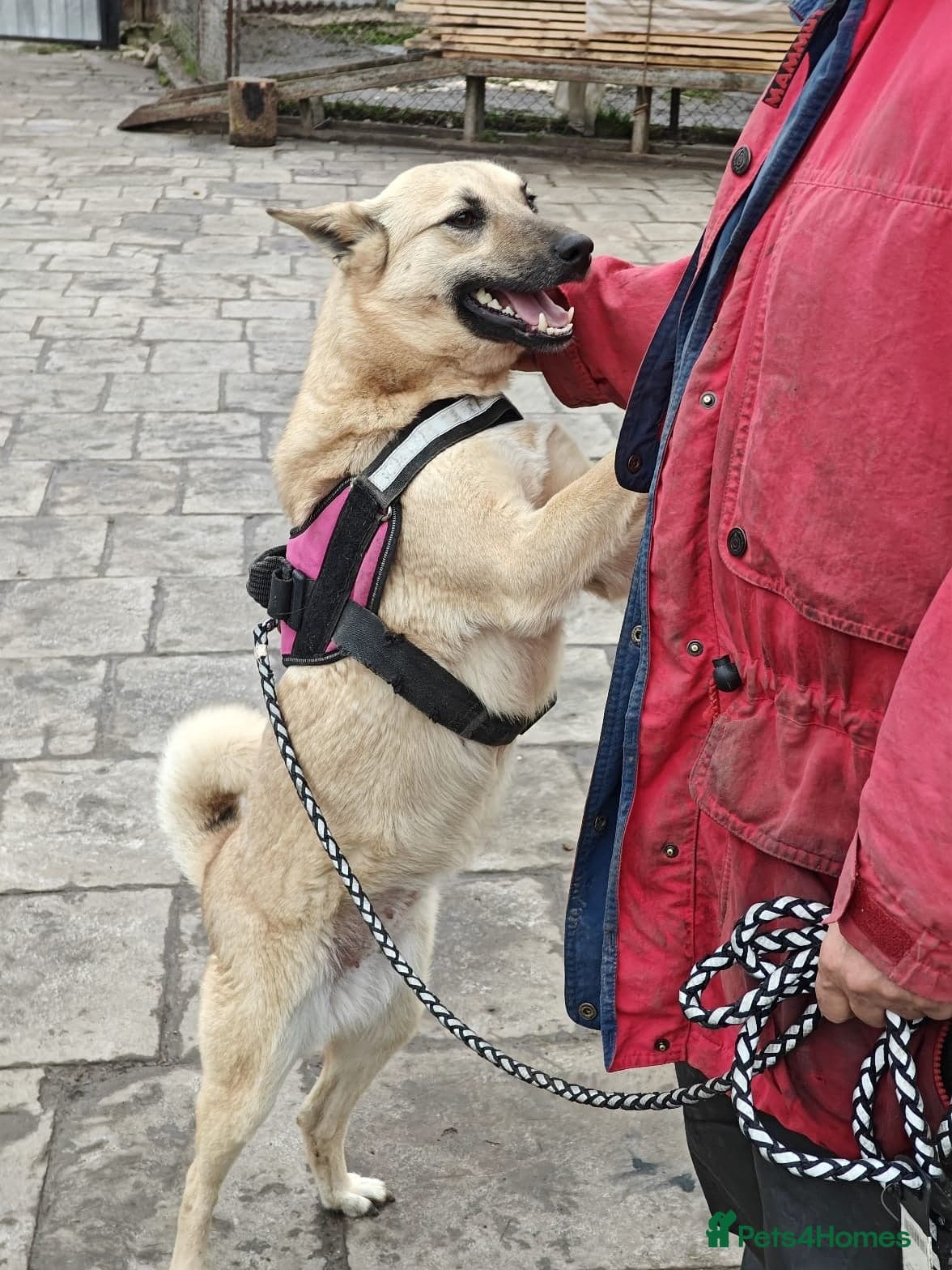 ️🐶 stacy photo 16