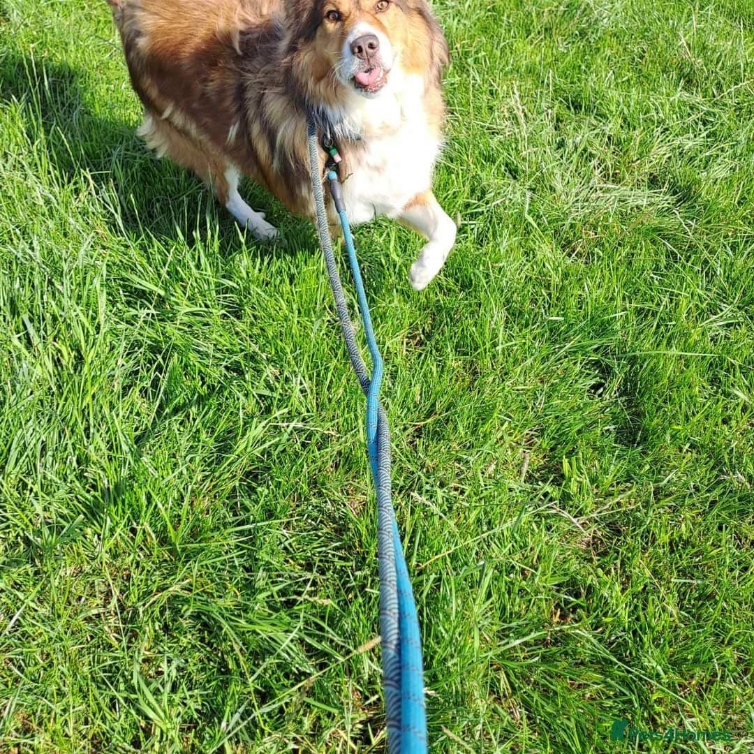 Meet Pongo, currently residing in Cheshire photo 5