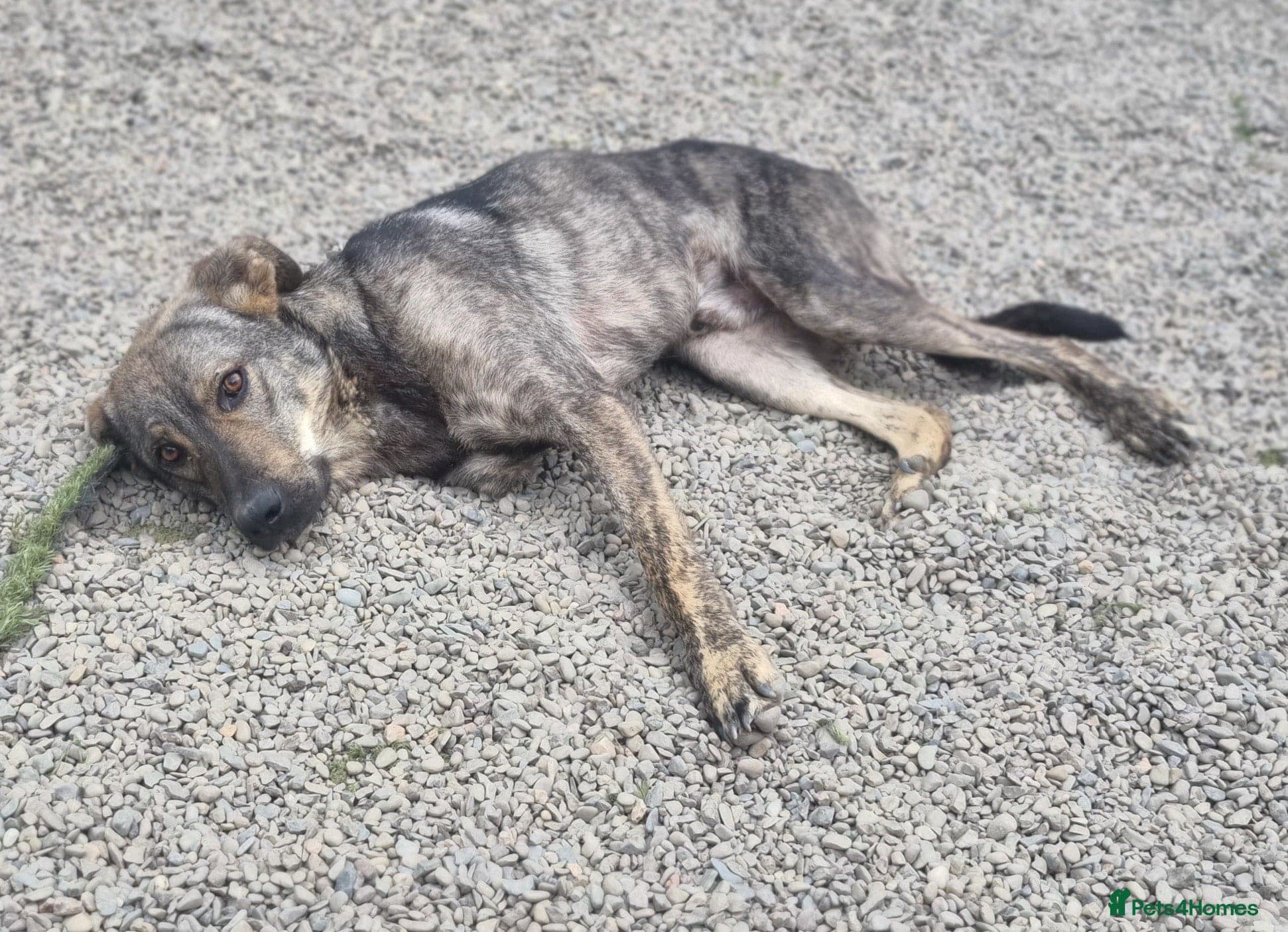 Ronnie - In Ayr photo 5