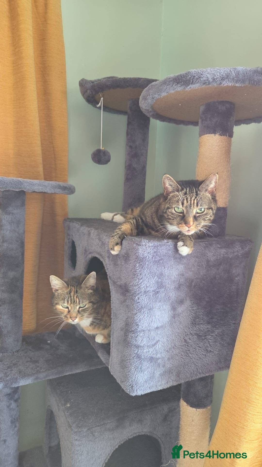 ️🐱 cleo — Mixed Breed