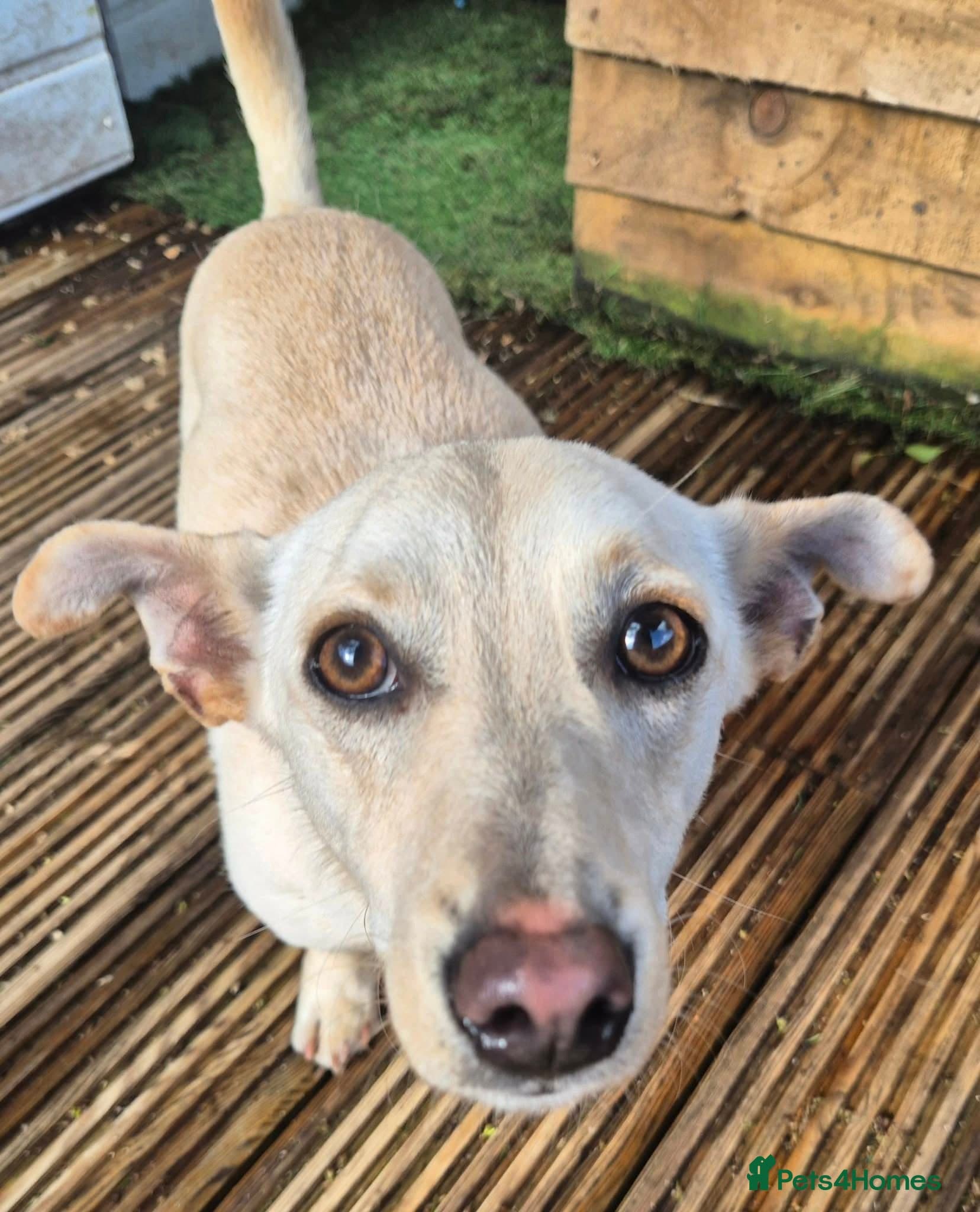 Bobby - In Ayr photo 2