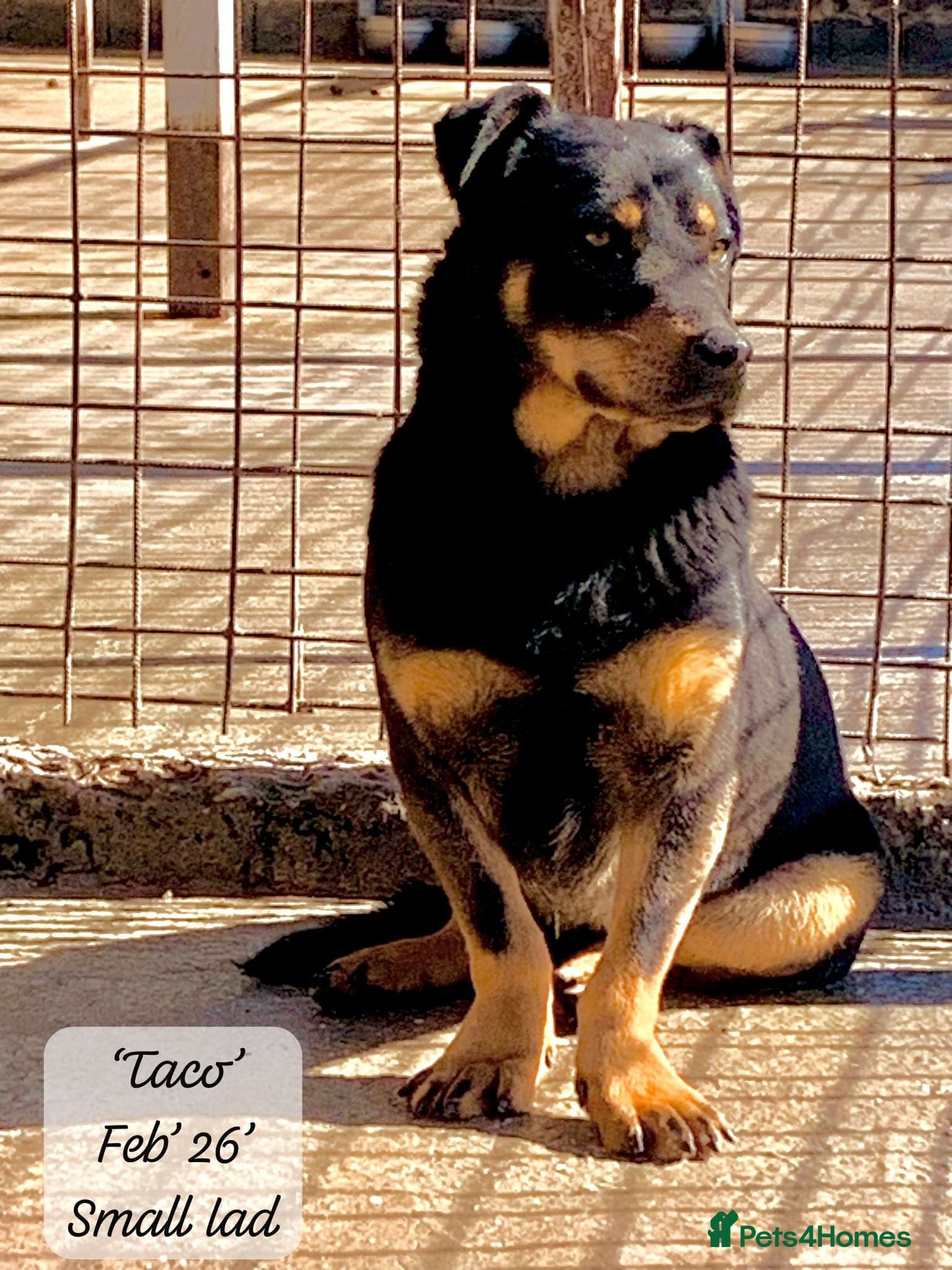 Taco, 10-12 months old. photo 15