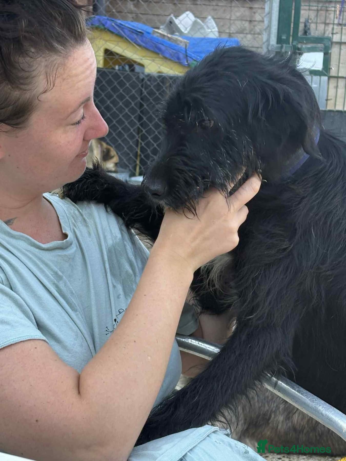 Micky - Norwich Norfolk photo 14