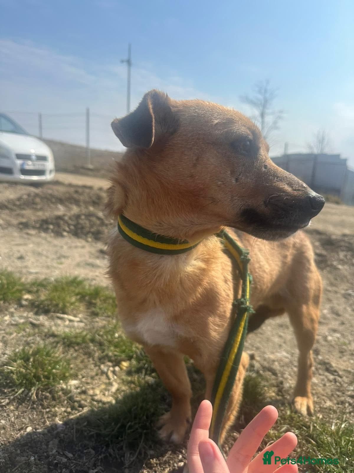 Terry - Norwich Norfolk photo 6