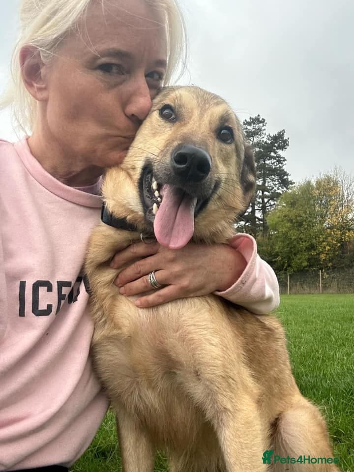 Pettern - Norwich Norfolk photo 22