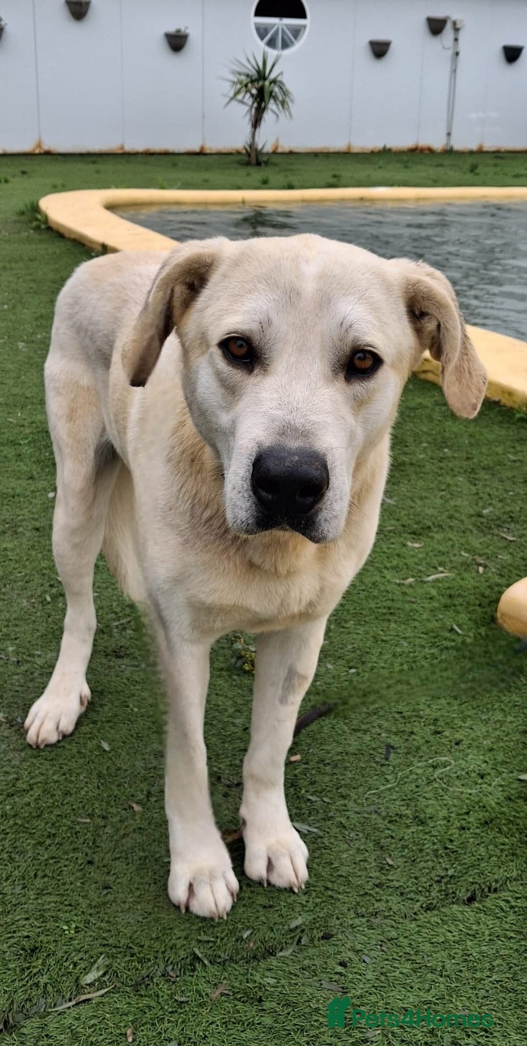 REDUCED Coco photo 4