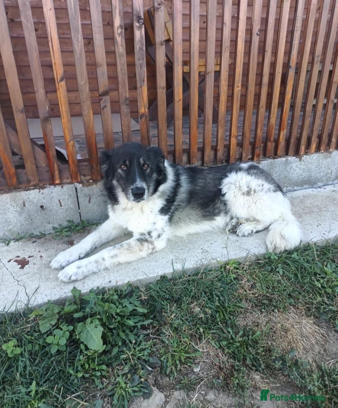 Freya - Norwich Norfolk photo 16