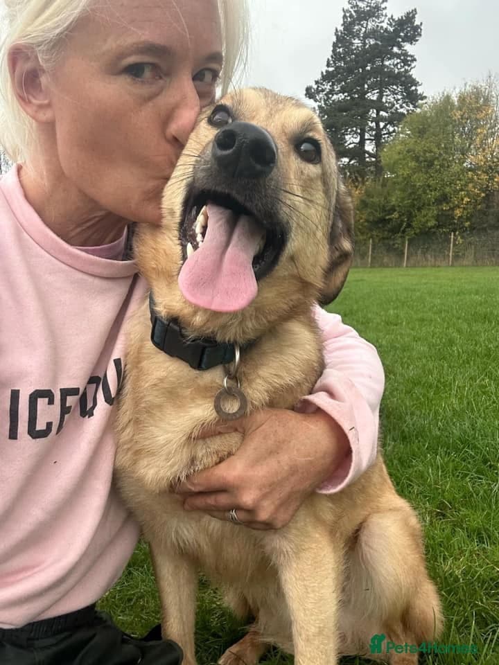 Pettern - Norwich Norfolk photo 19