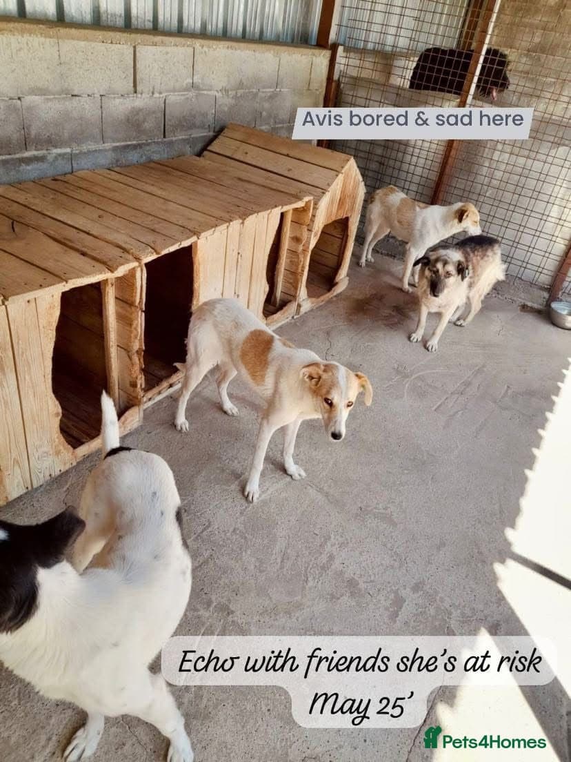 Avis- 20 months - photo 18