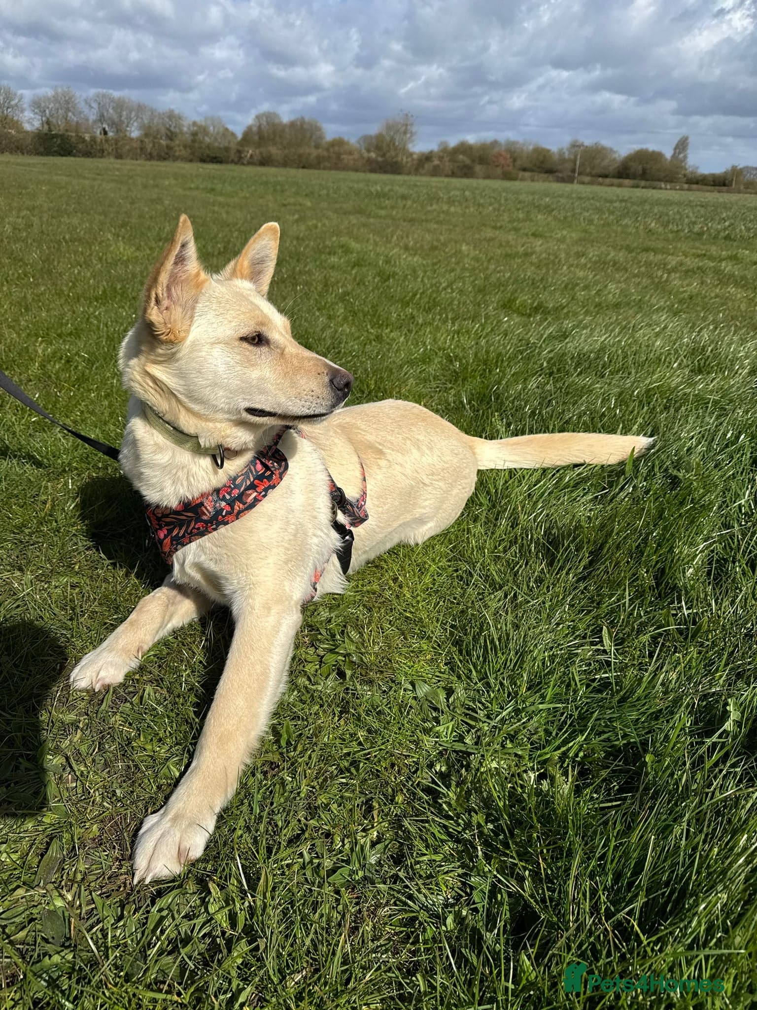 ️🐶 milady photo 8