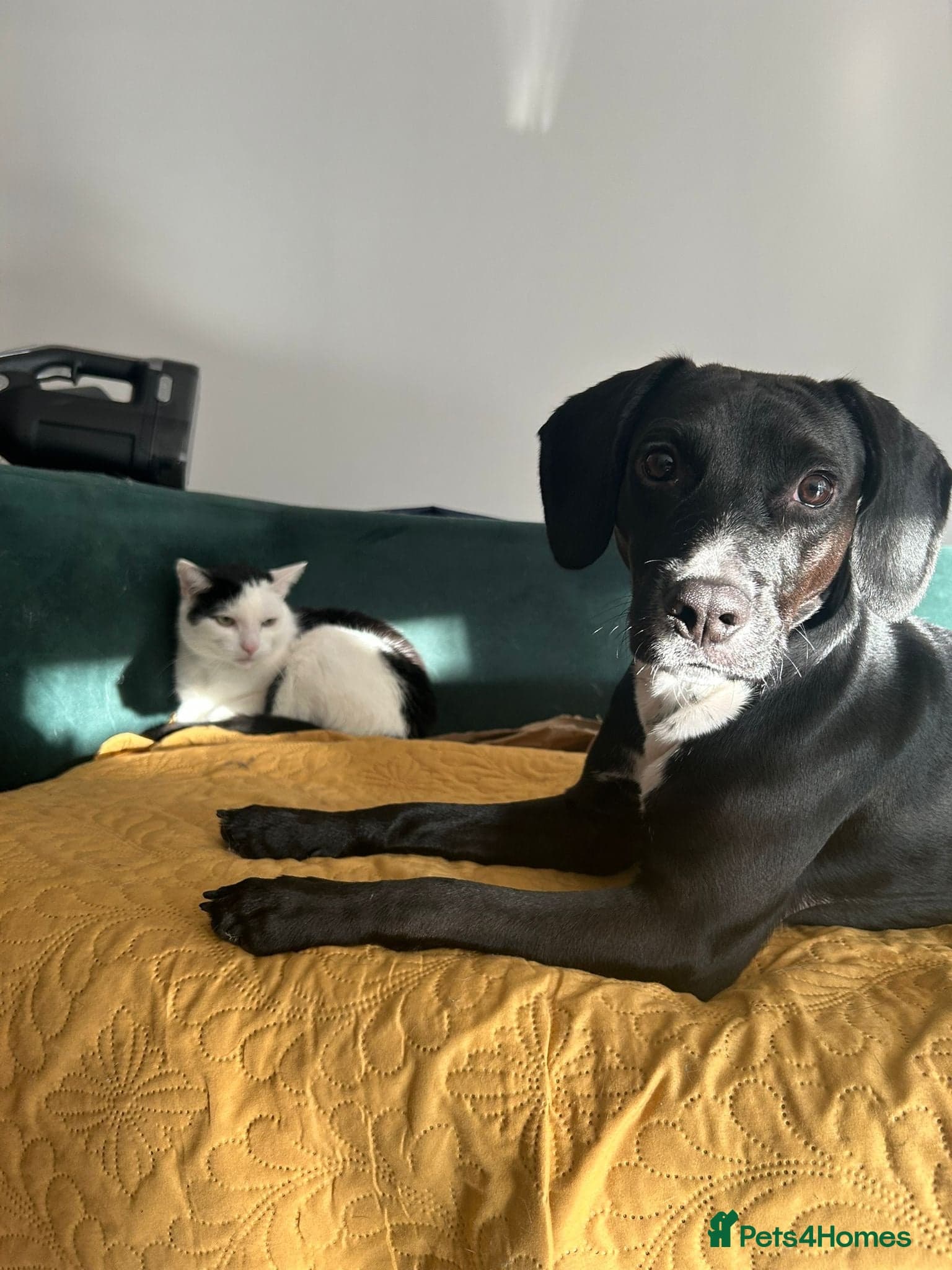 ️🐶 walter photo 17