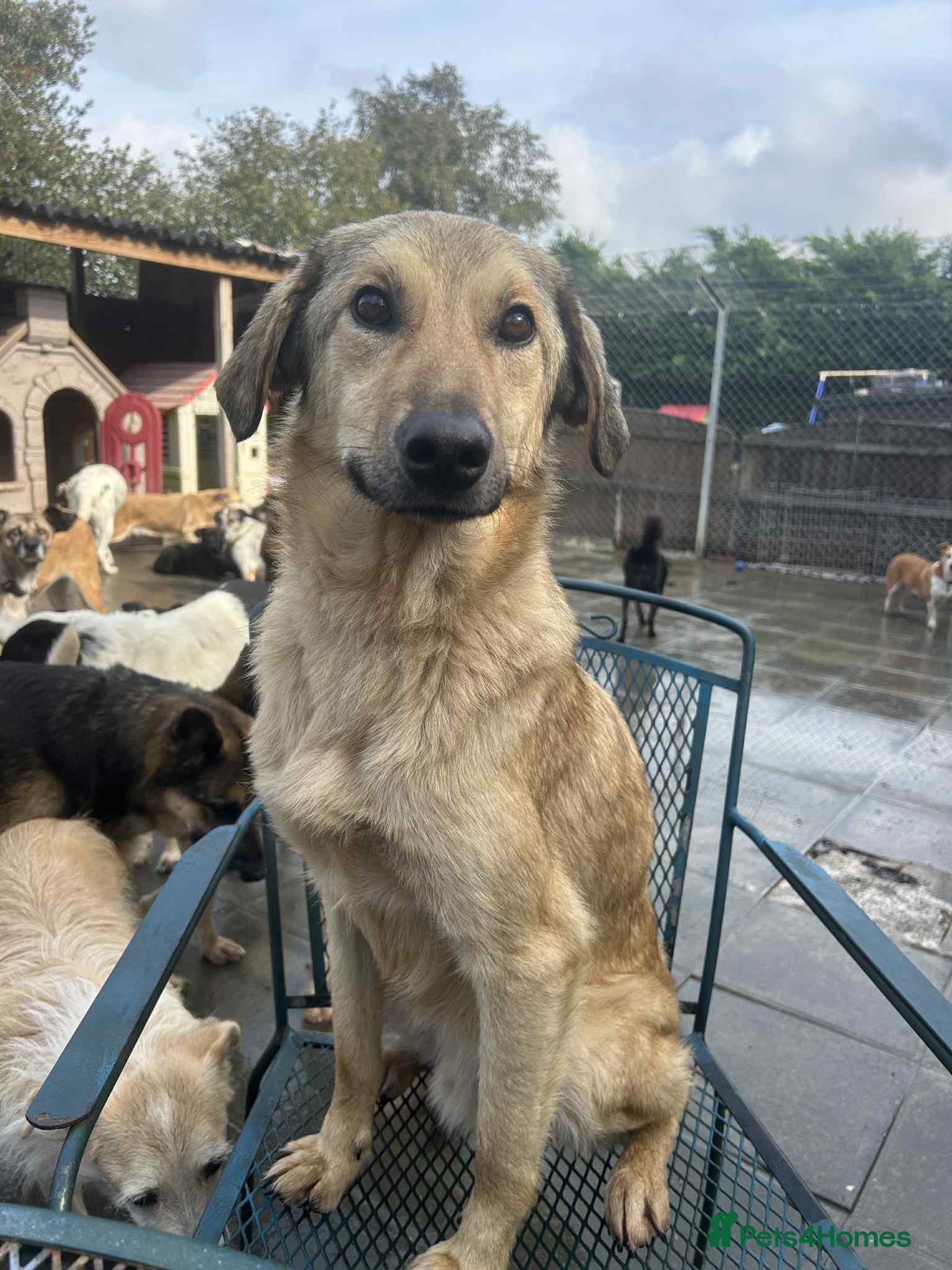 Pettern - Norwich Norfolk photo 2