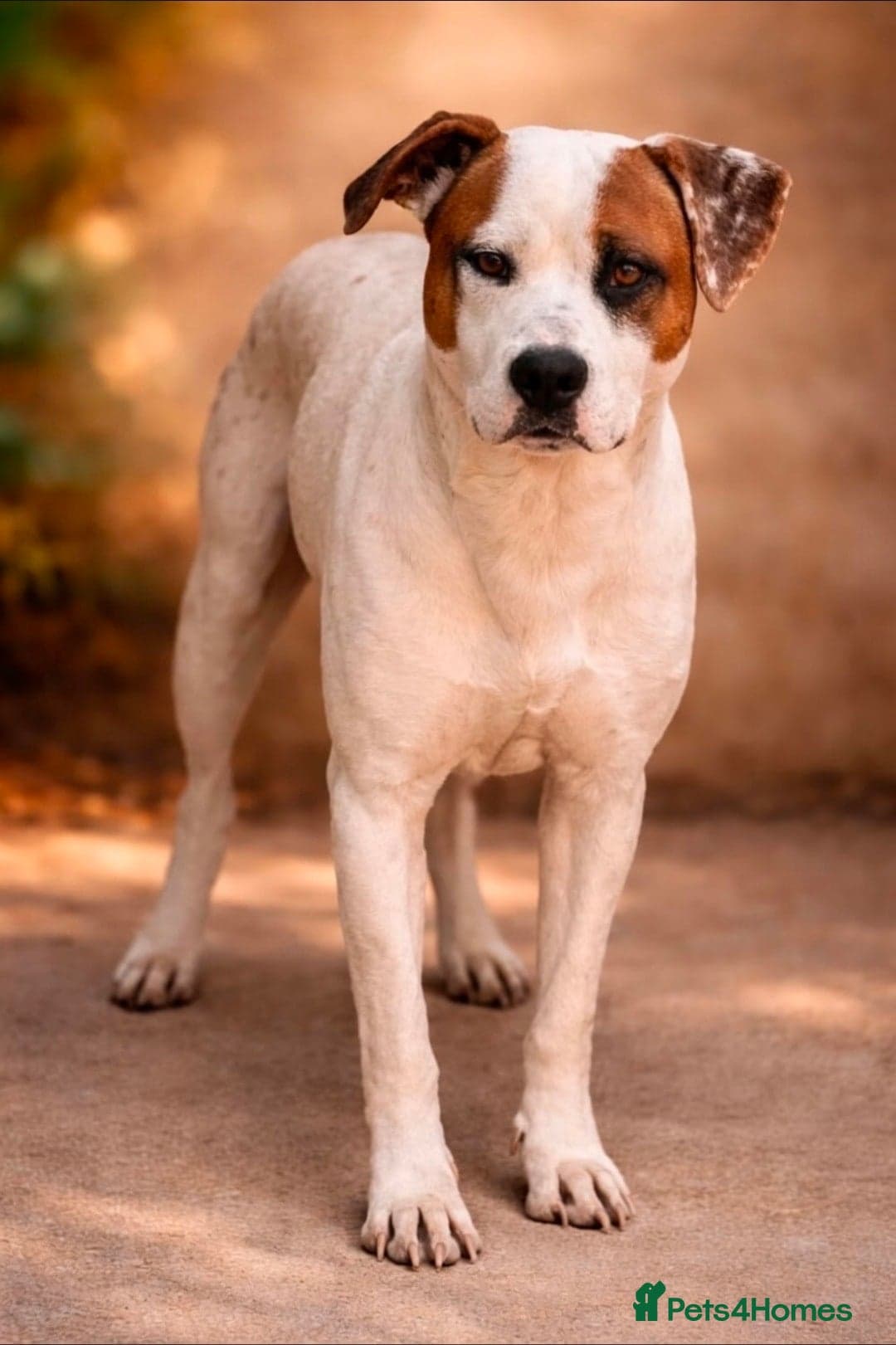 Claudio❤️🚨🐾 photo 3