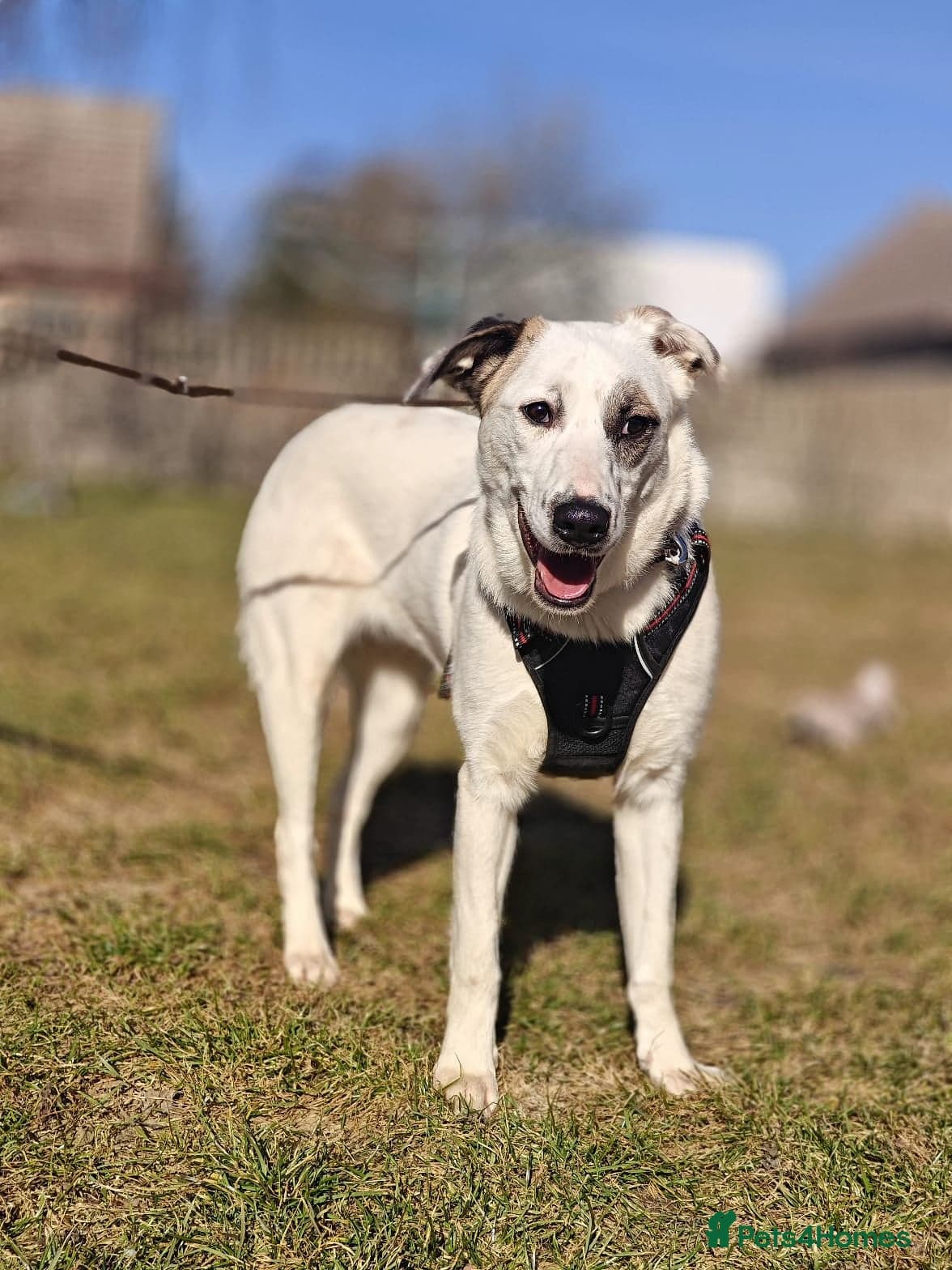 ️PLIAMKA❤️9-month-old loving and playful girl photo 13