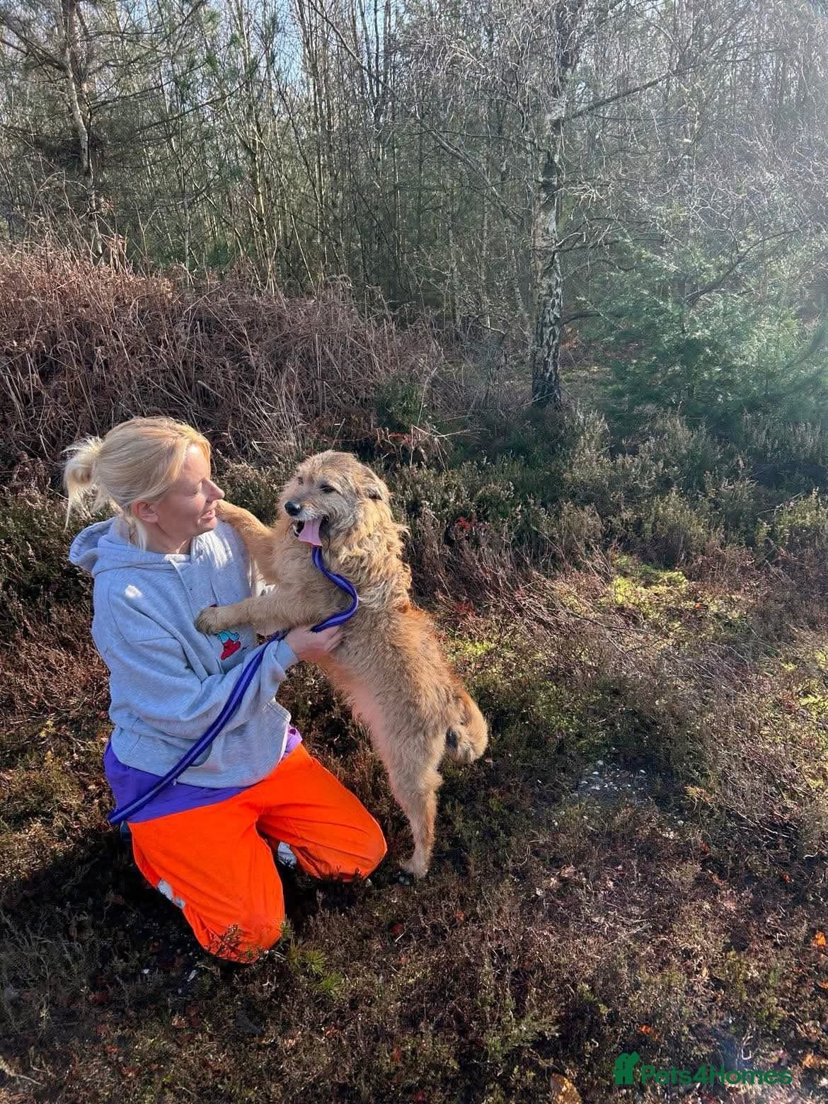 Jack - Watton Norfolk photo 18