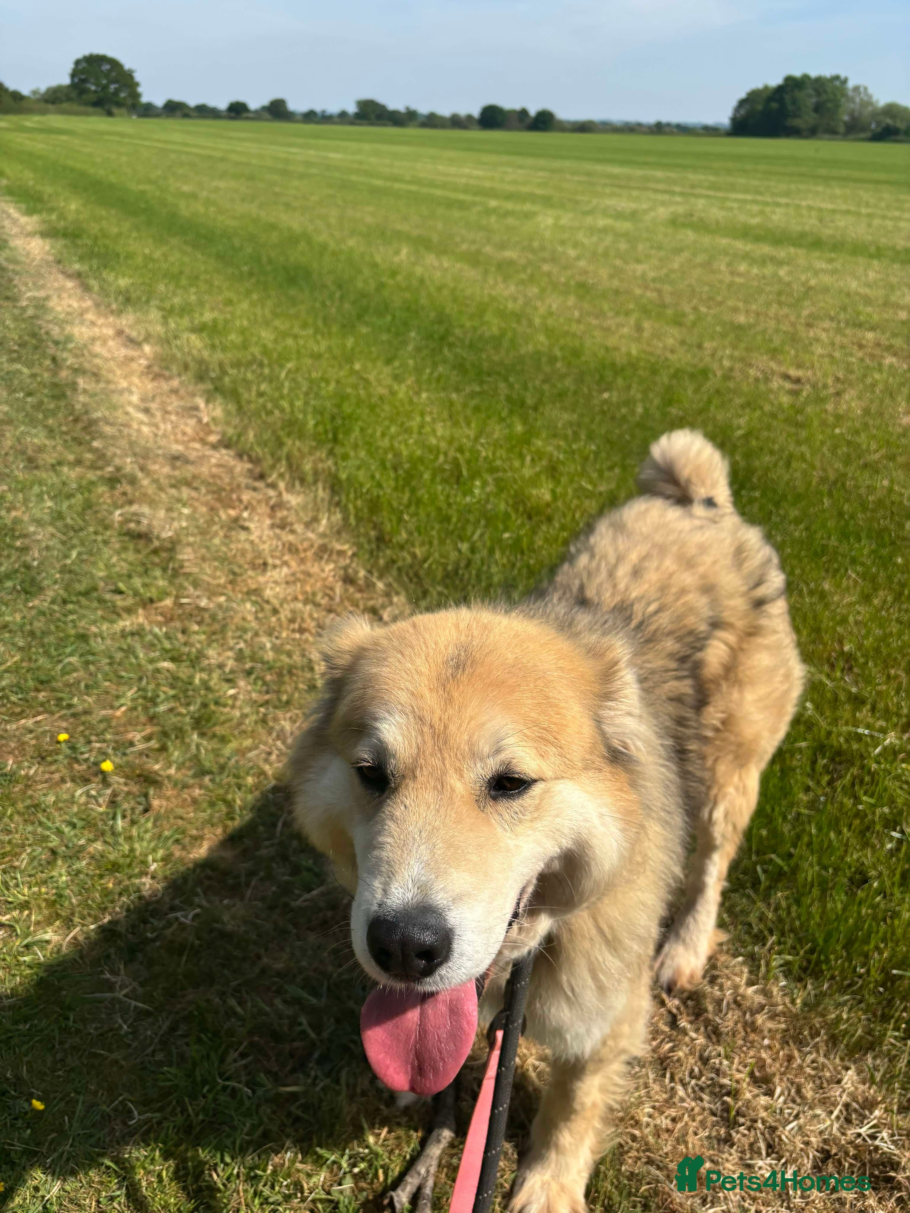 Meet Paddy, currently residing in Cheshire photo 18