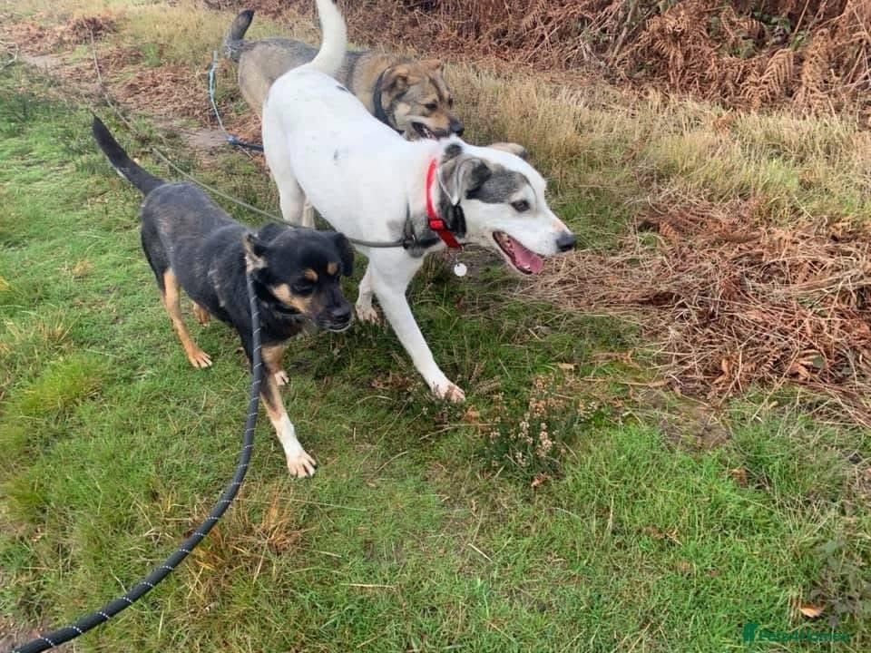 Paddy - Norwich Norfolk photo 13