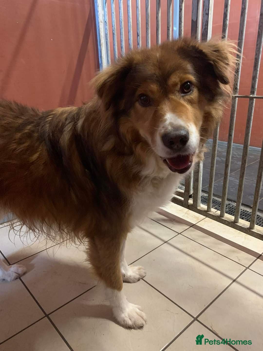 Meet Pongo, currently residing in Cheshire photo 21