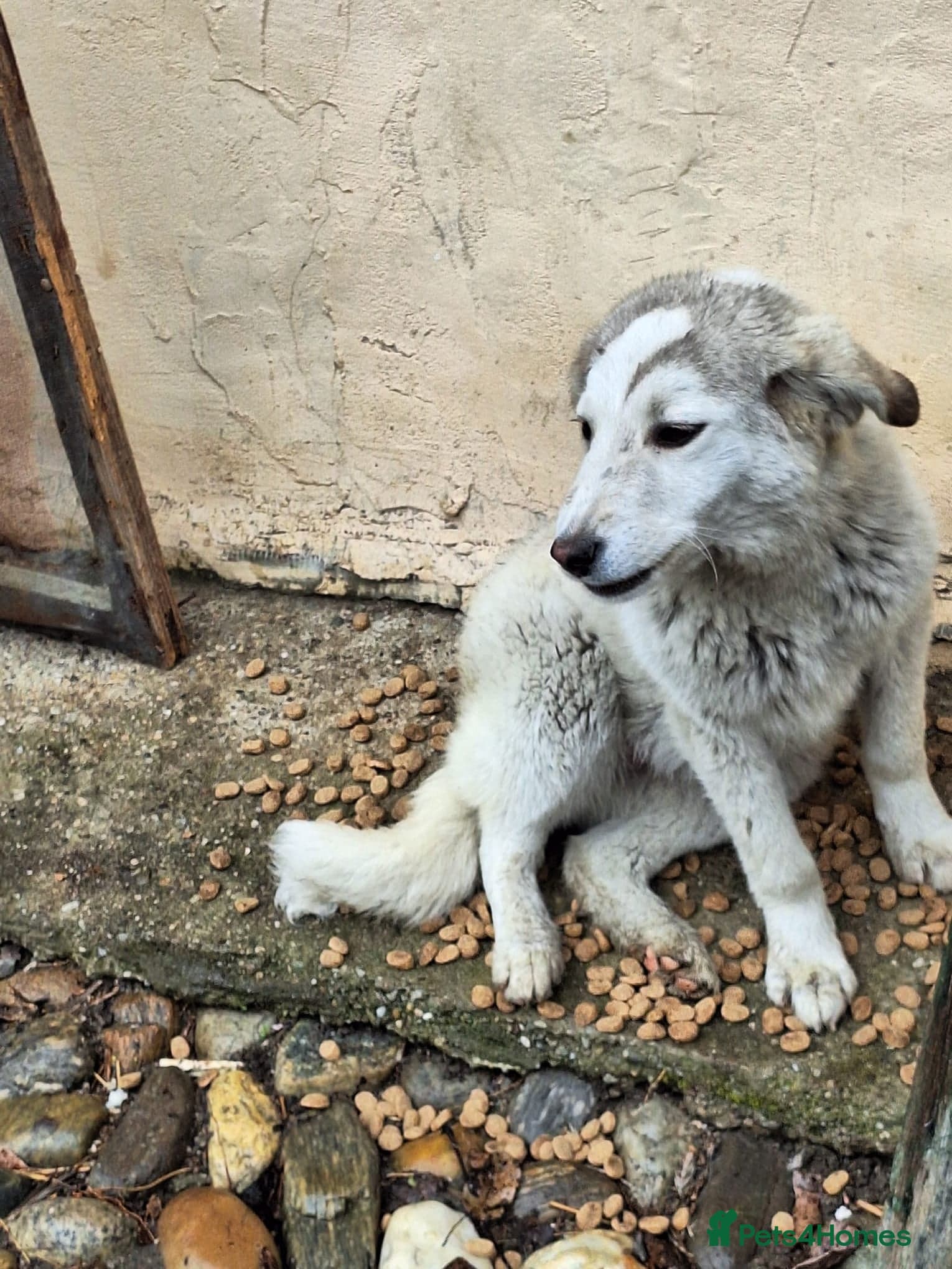 Meet NALA - a Beautiful Girl photo 3