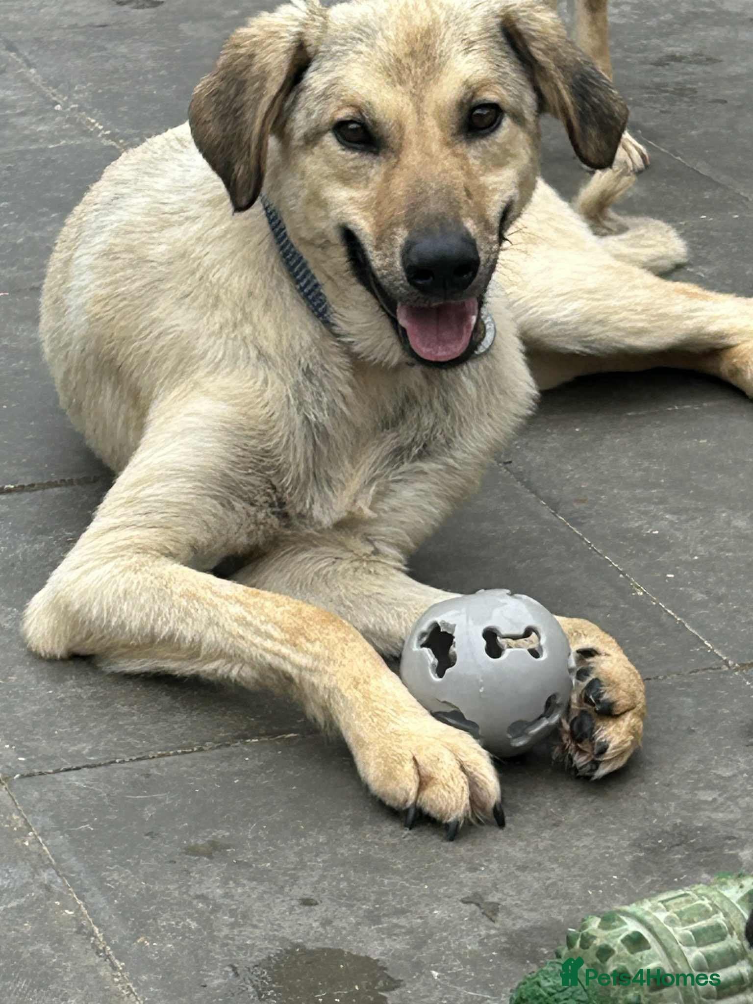 Pettern - Norwich Norfolk photo 4