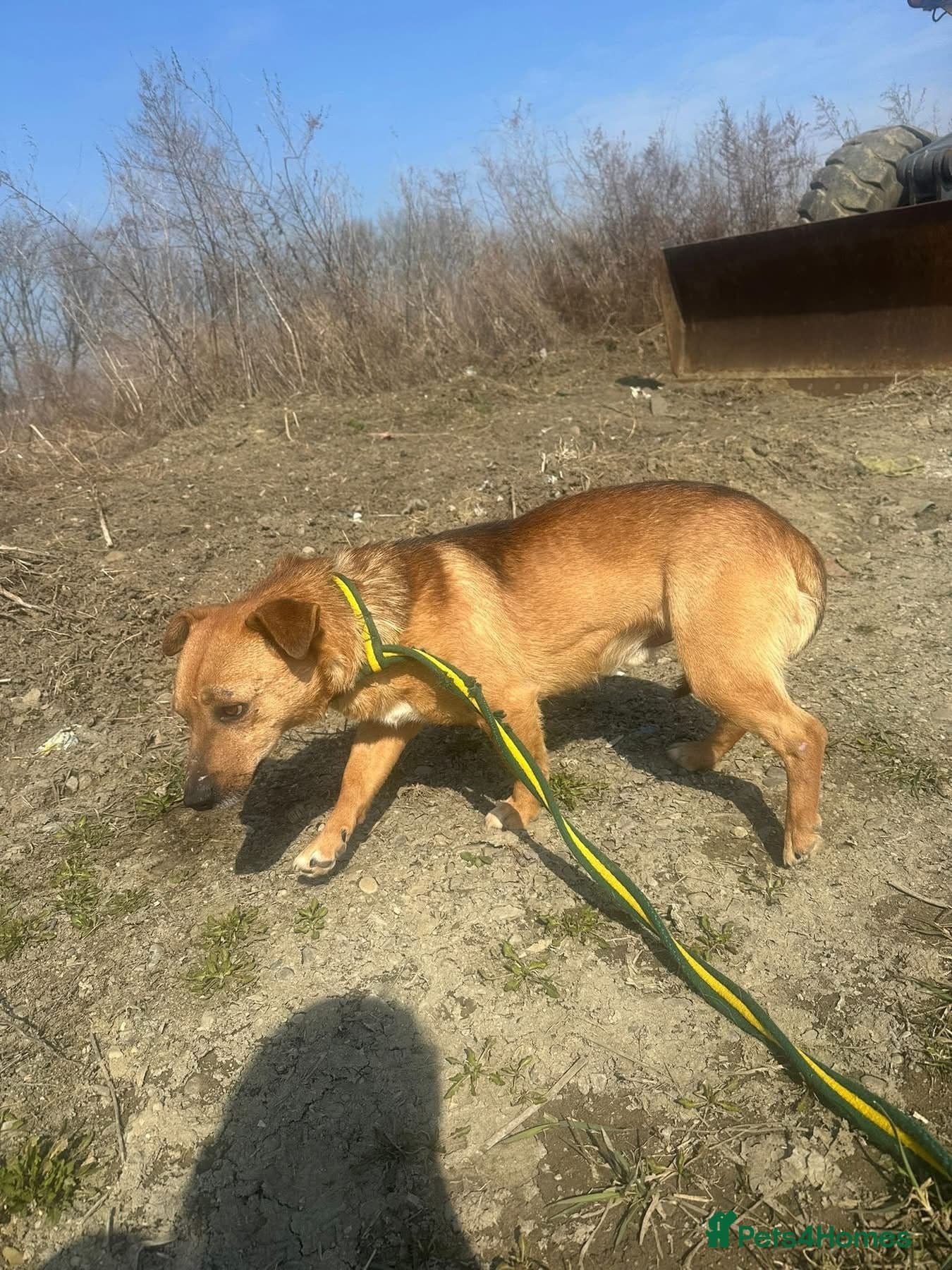 Terry - Norwich Norfolk photo 4