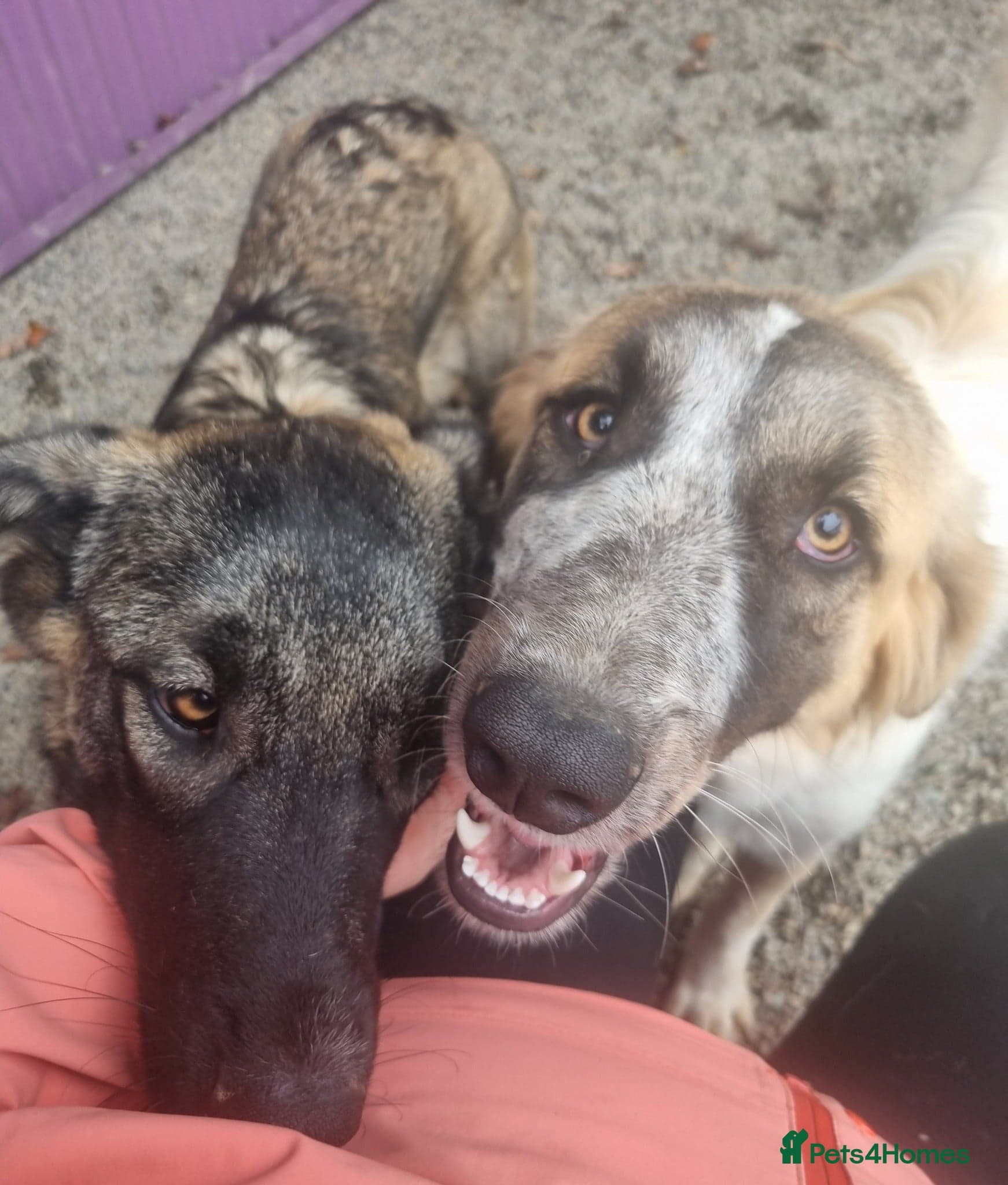 Skye - In Ayr photo 18