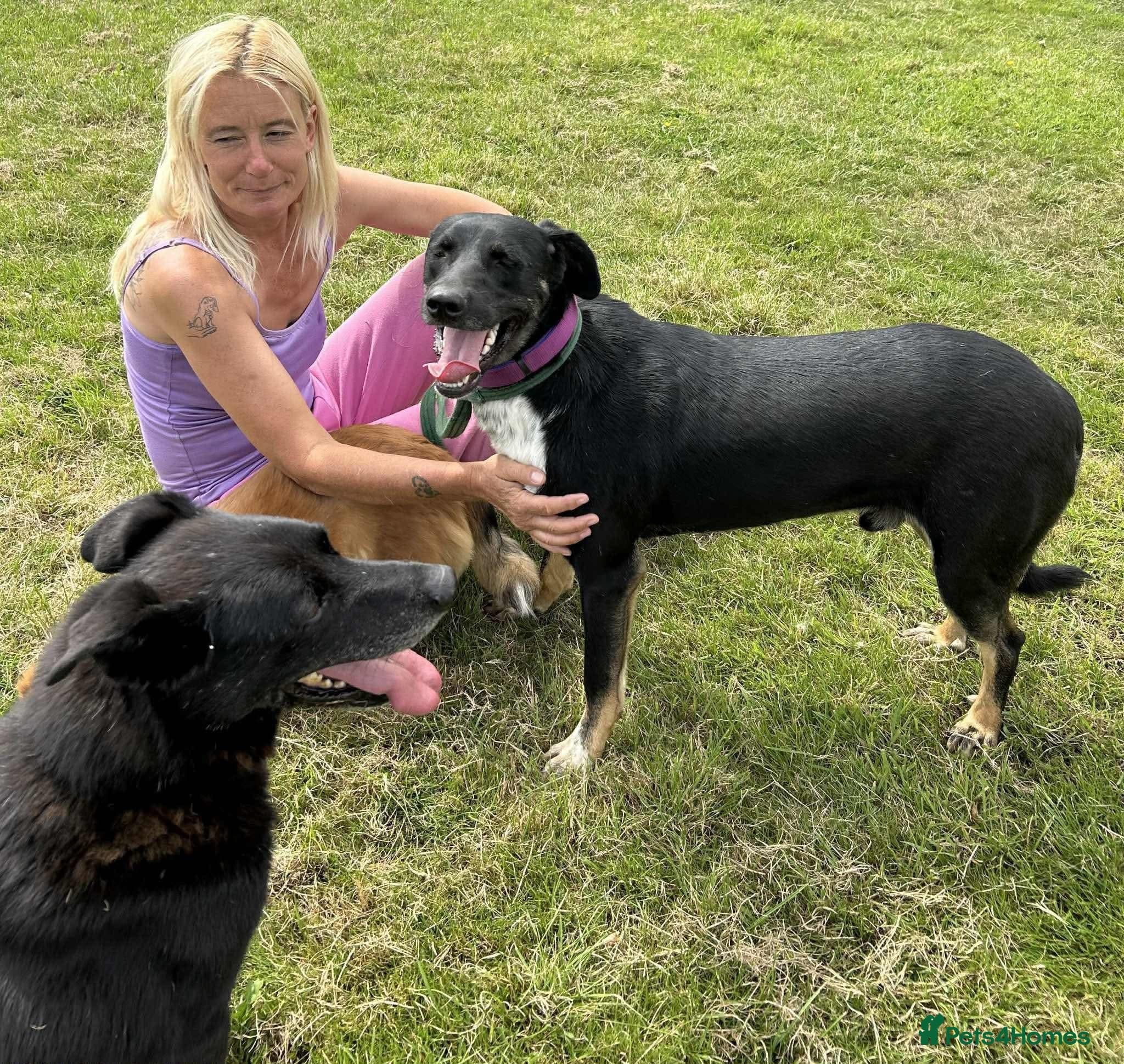 Whiskey. Norwich Norfolk photo 10