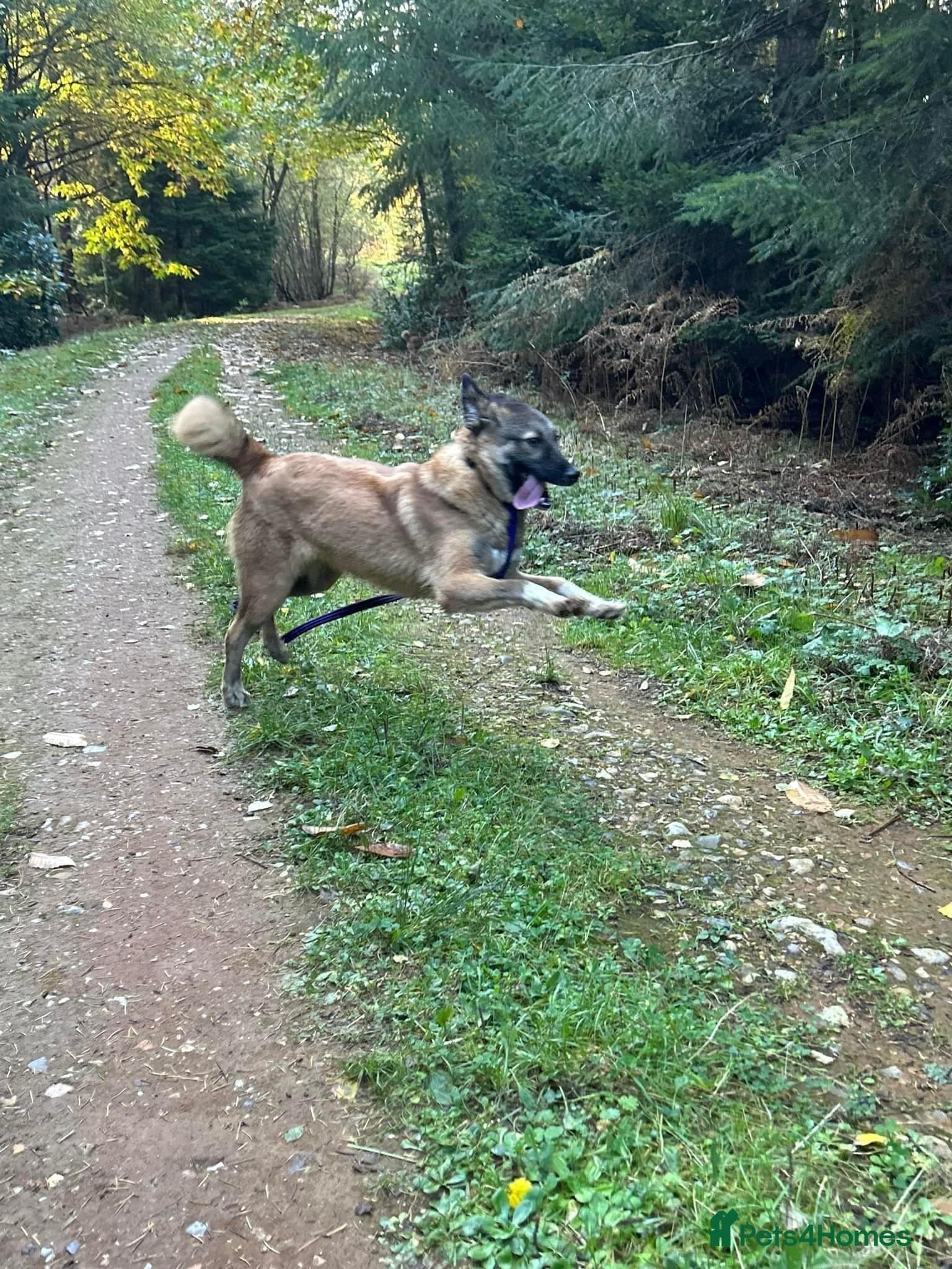 Levi - Norwich Norfolk — Mixed Breed