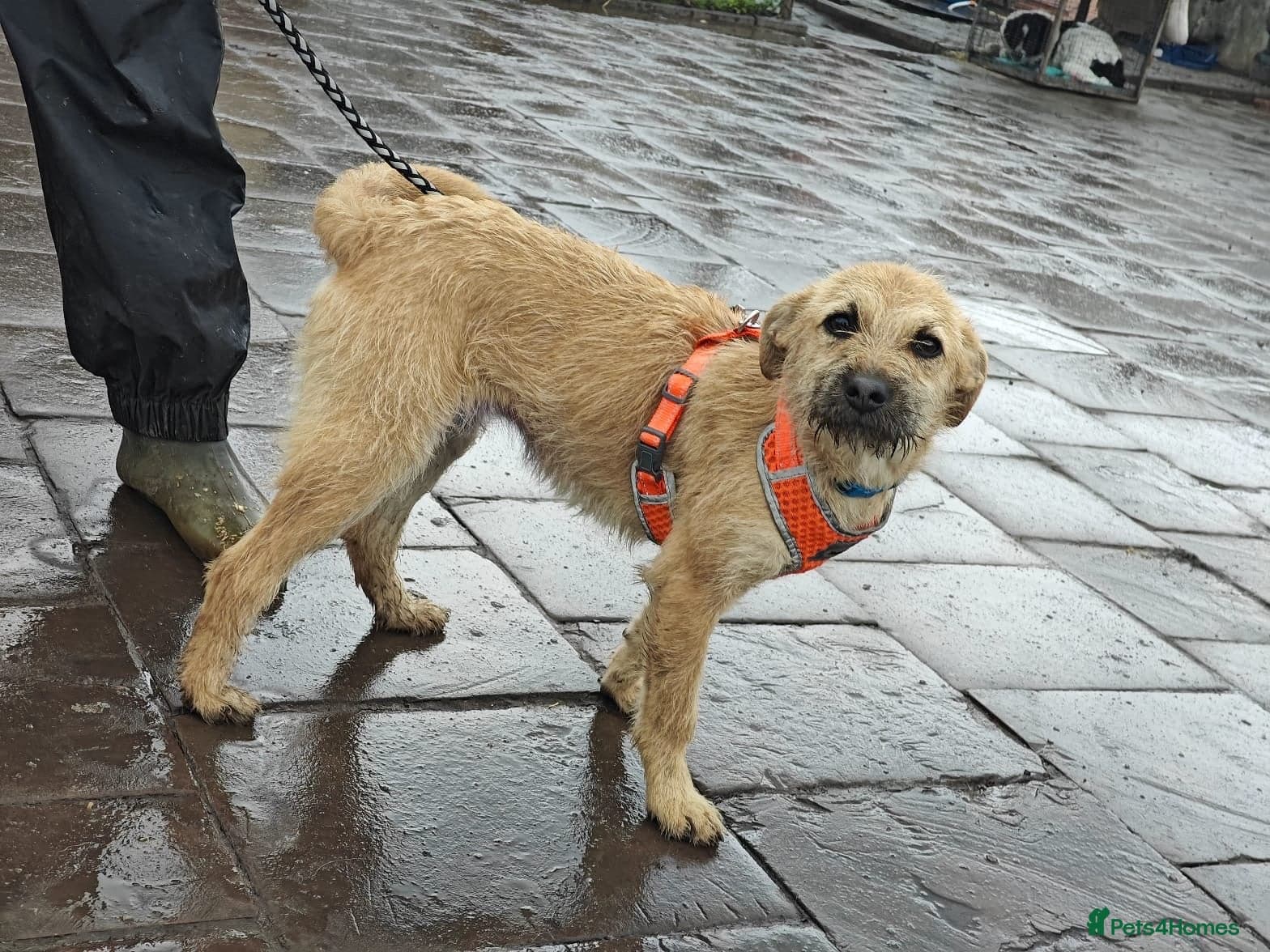 ๏ธ๐ถ bekki photo 21