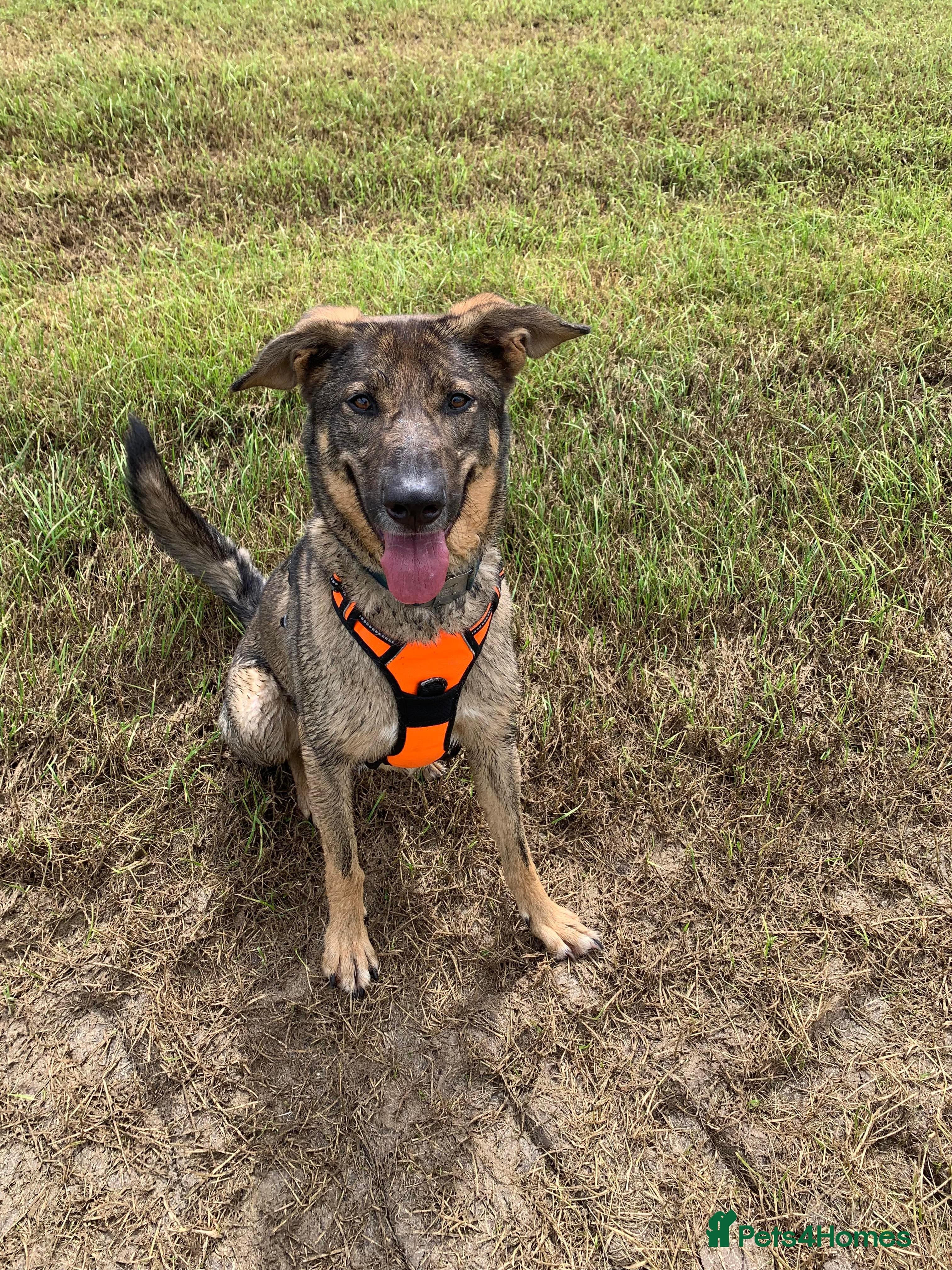 Meet Ozzy, currently residing in Cheshire photo 11