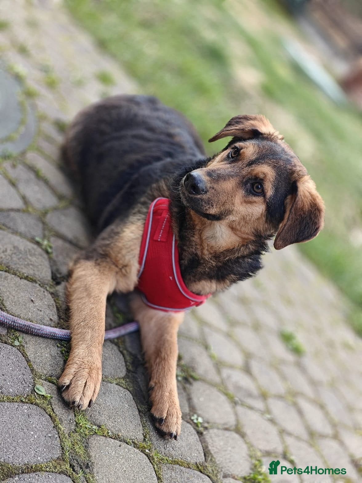 ๏ธ๐ถ yasia photo 21