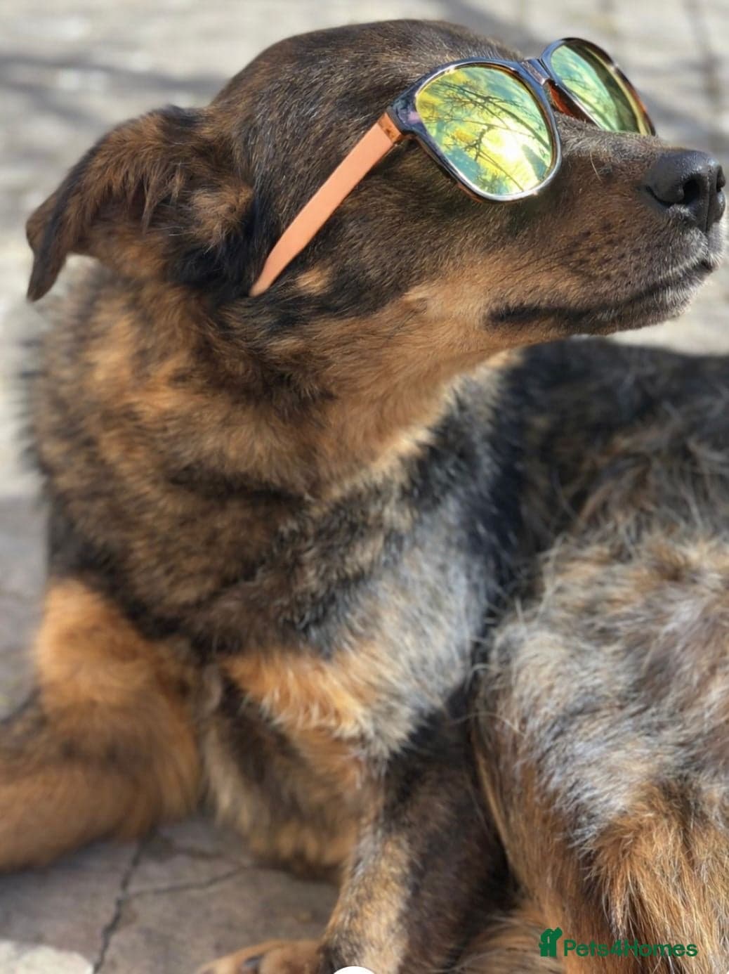 Macho — Mixed Breed