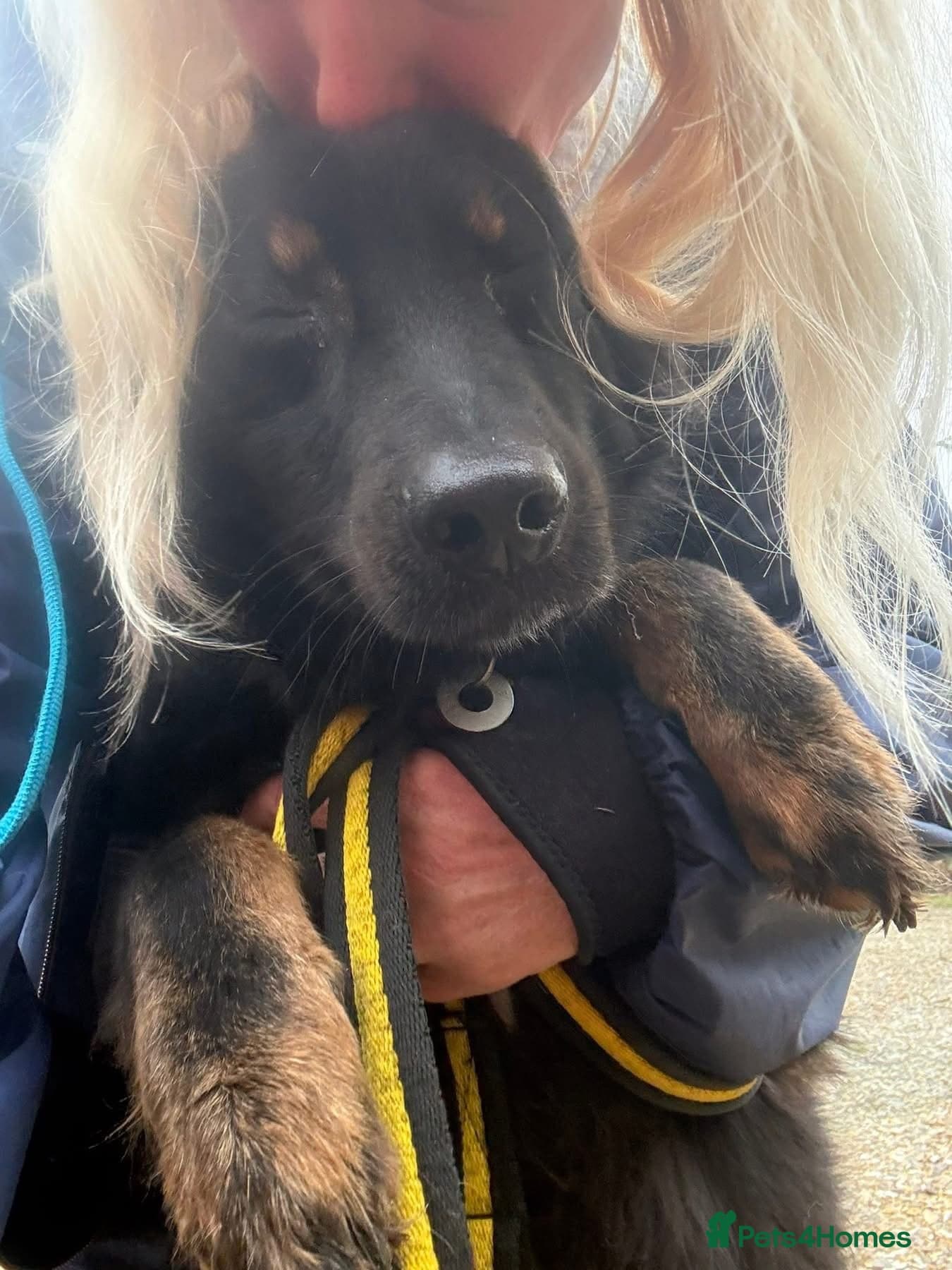 Newton - Norwich Norfolk — Mixed Breed