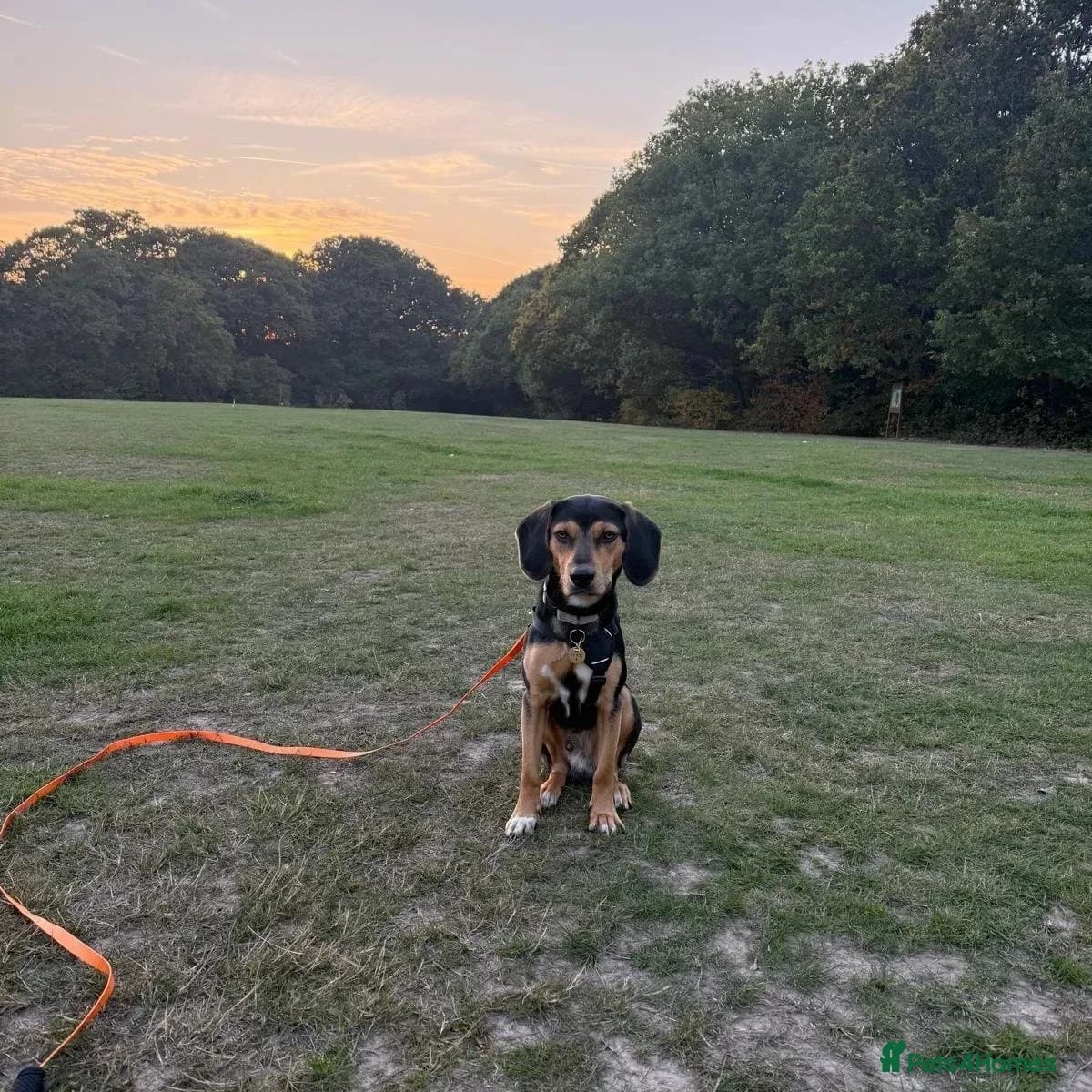 Ivan (Greek Harehound) photo 19