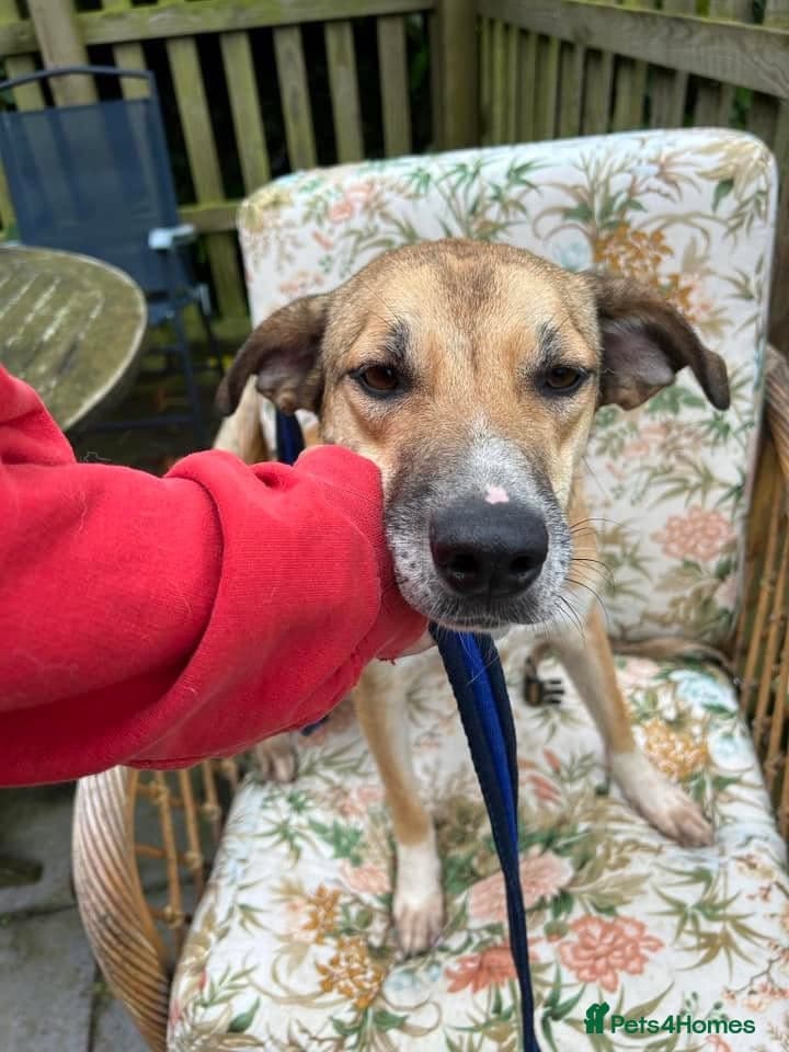 Sara - Norwich Norfolk photo 14