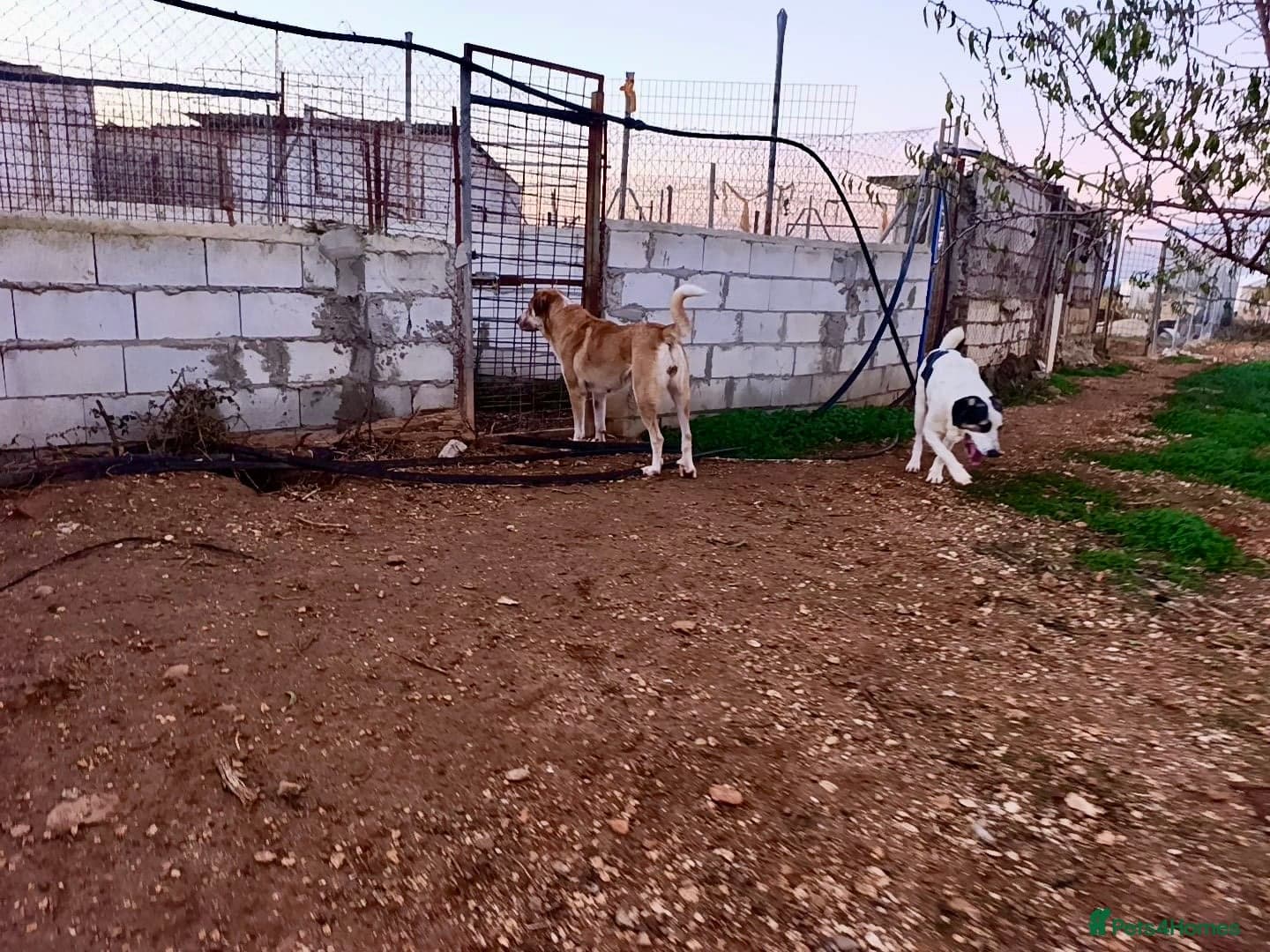 ️🚨URGENT FOSTER OR adopter needed. photo 6