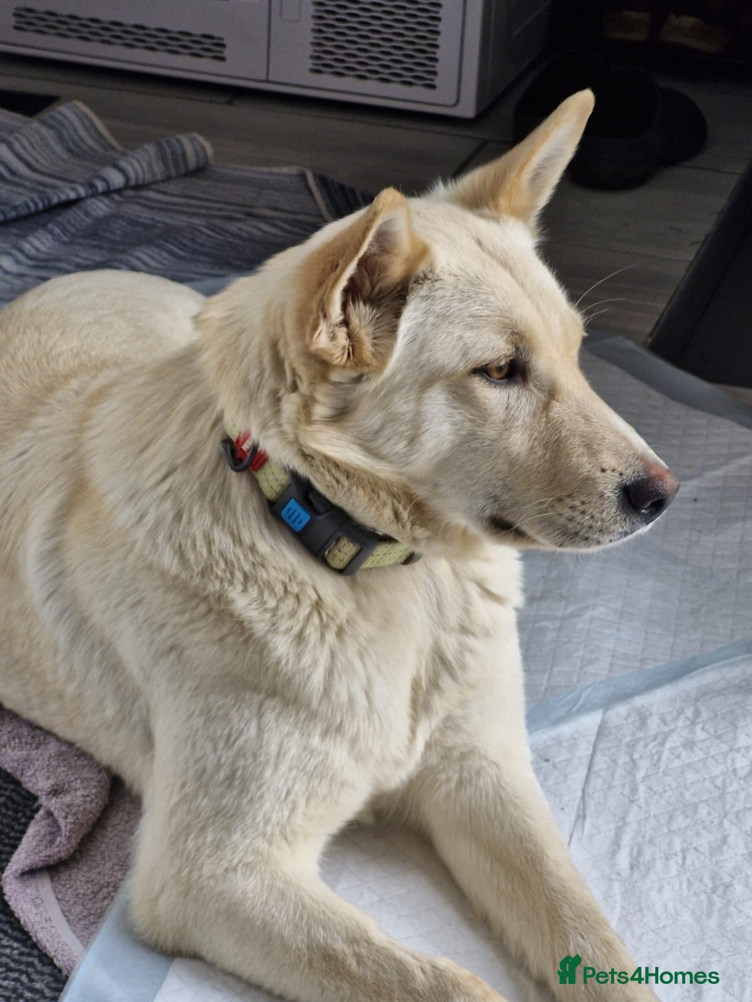 ️🐶 milady photo 6