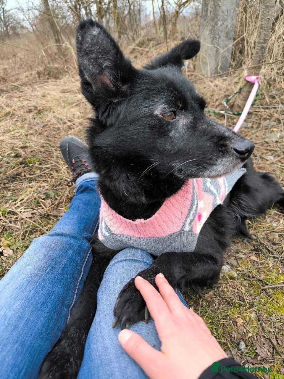 ๏ธ๐ถ tofa photo 27