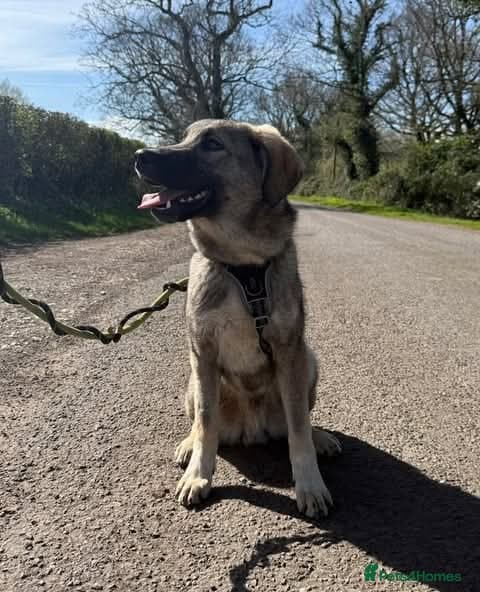 Meet Mars, currently residing in Cheshire photo 4