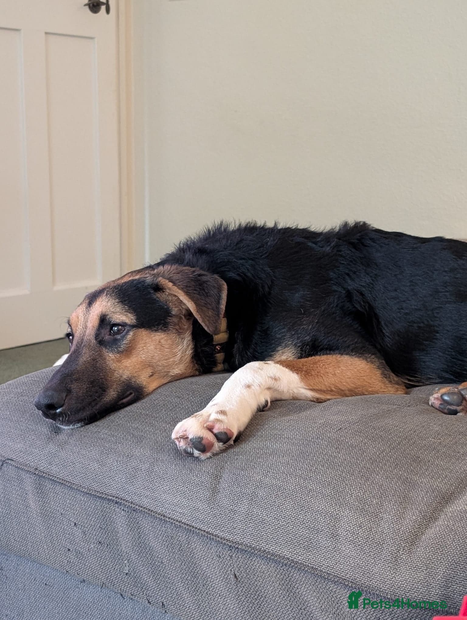 LOOK AT HIM:💙BRUNO💙Someone's best ever friend photo 5