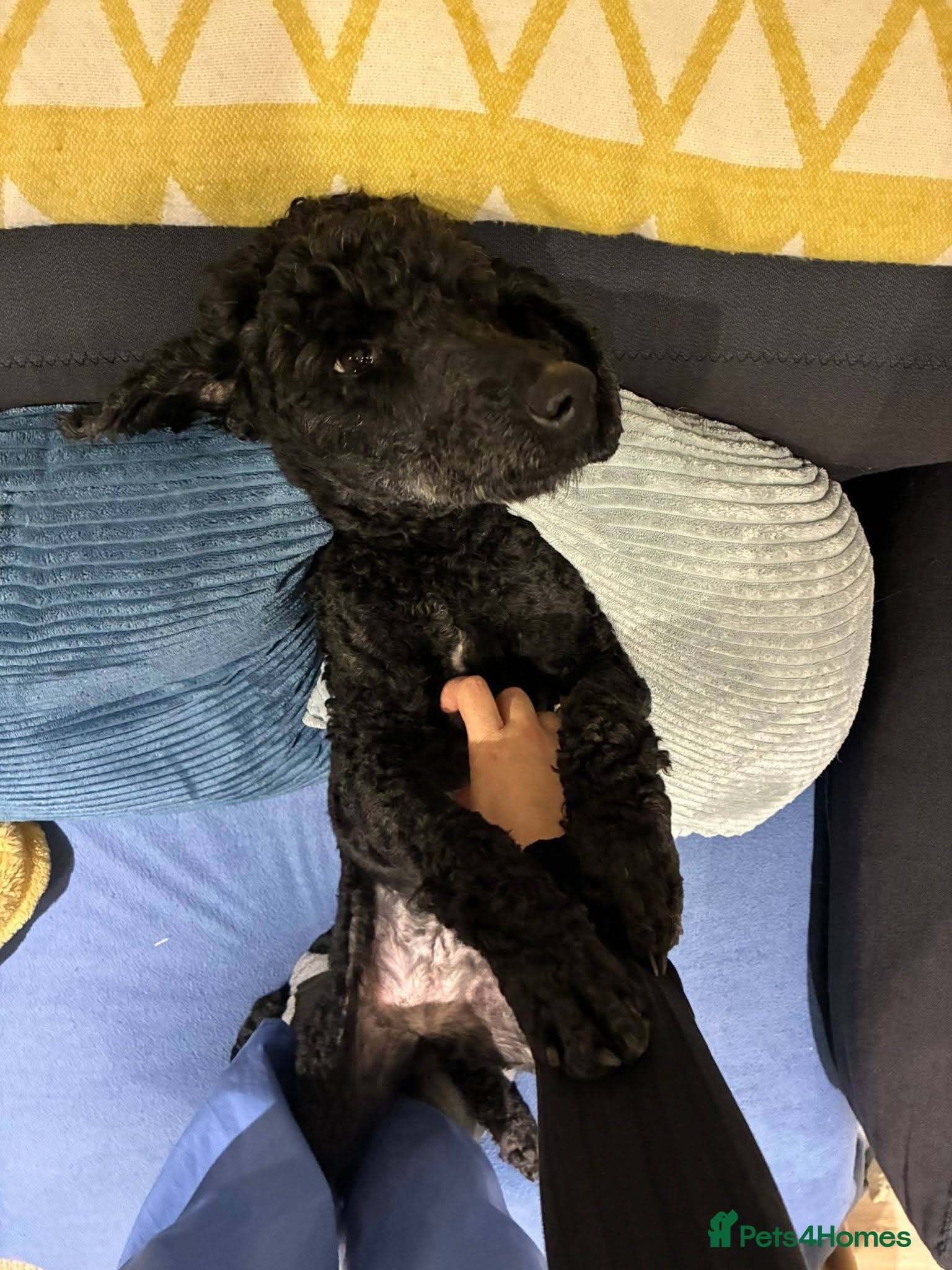 ️🐶 charlie photo 8