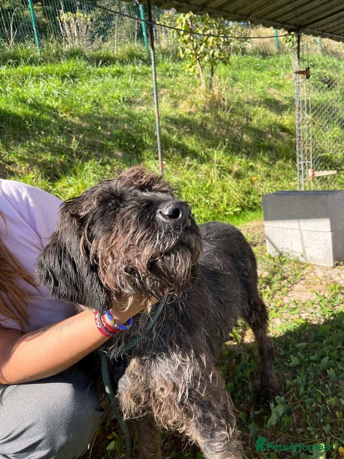 German Wirehaired Pointer Orla — German Wirehaired Pointer